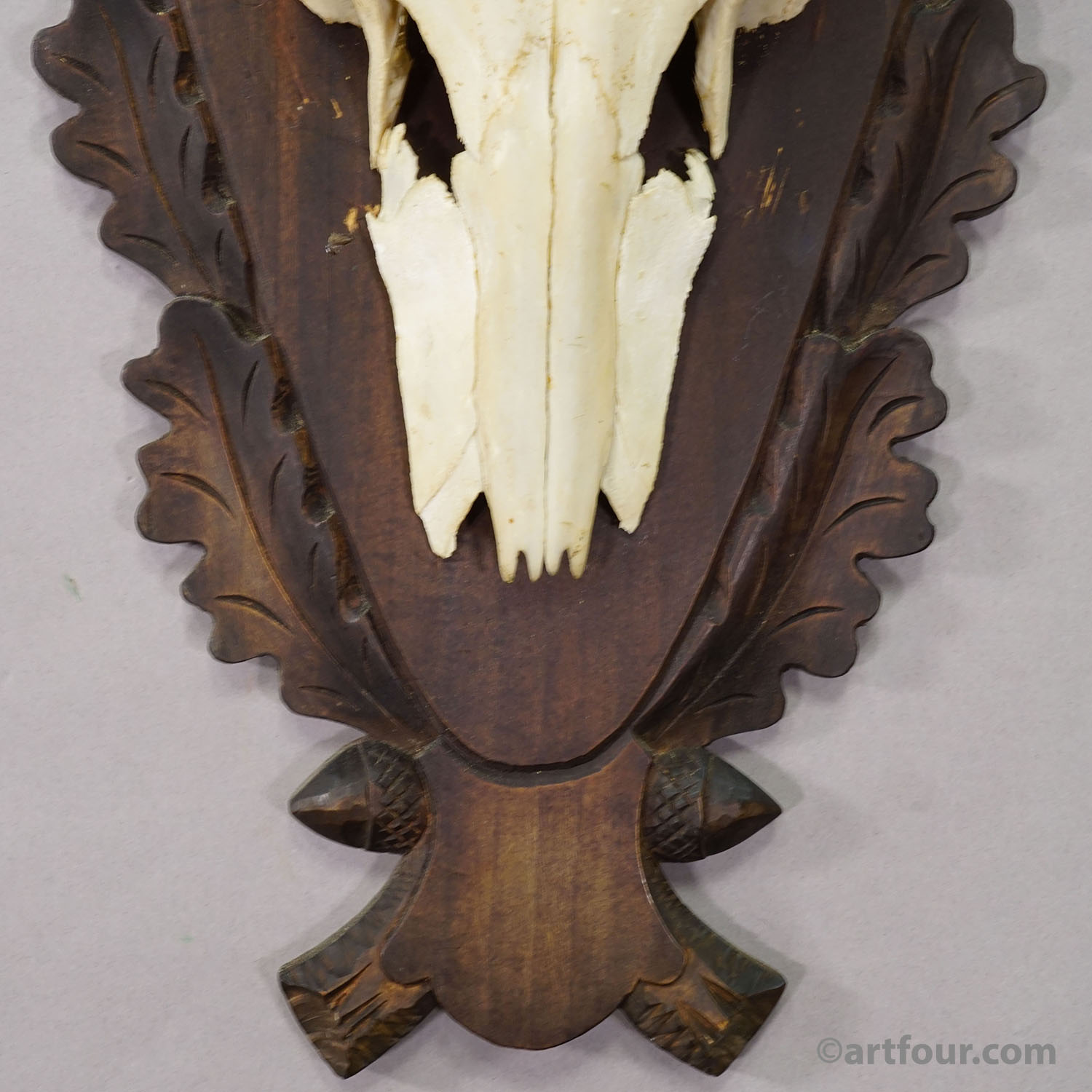 Large Black Forest Red Deer Trophy on Carved Plaque - Germany 1930