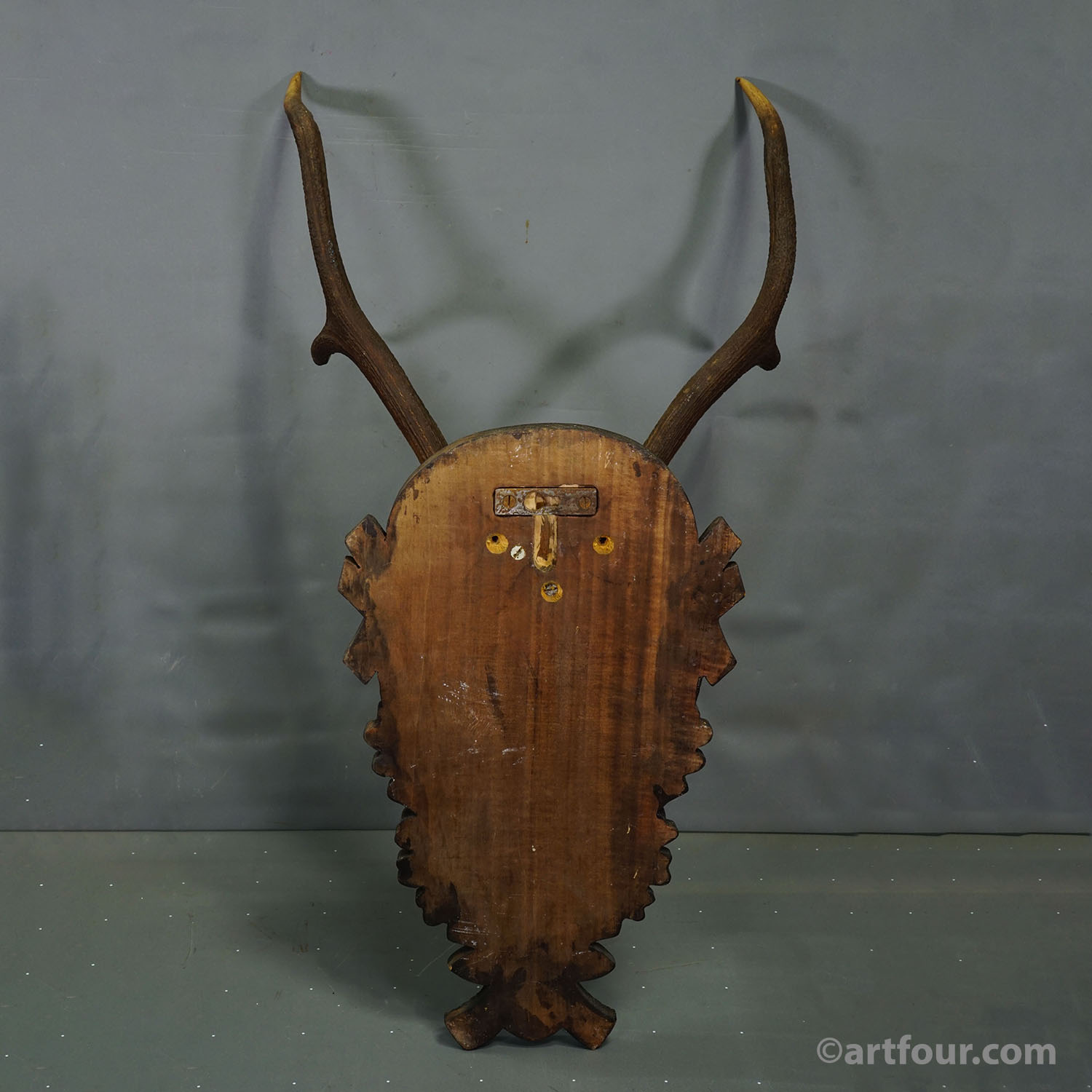 Large Black Forest Red Deer Trophy on Carved Plaque - Germany 1930