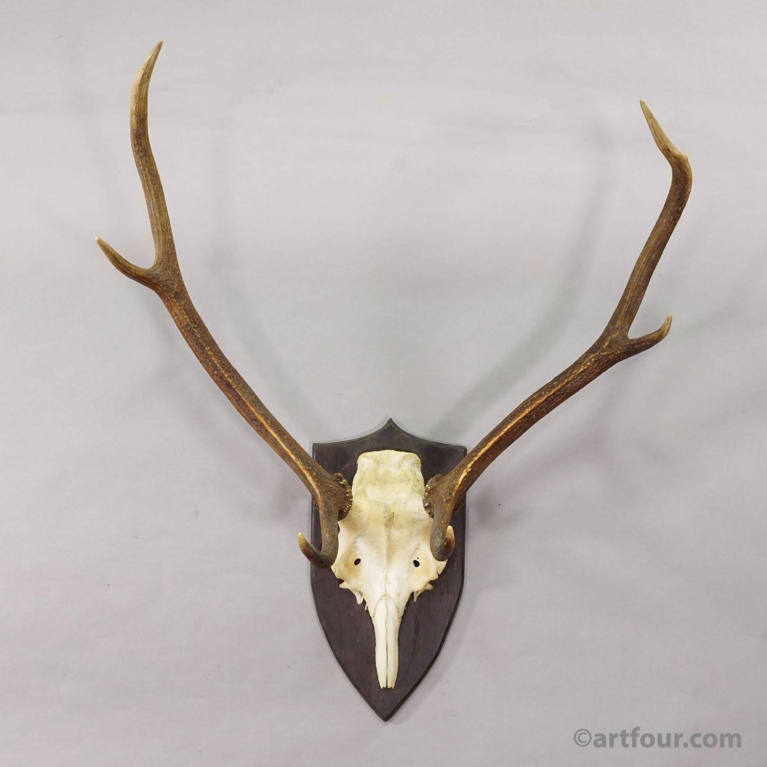 Large Black Forest Red Deer Trophy on Turned Plaque - Germany 1935