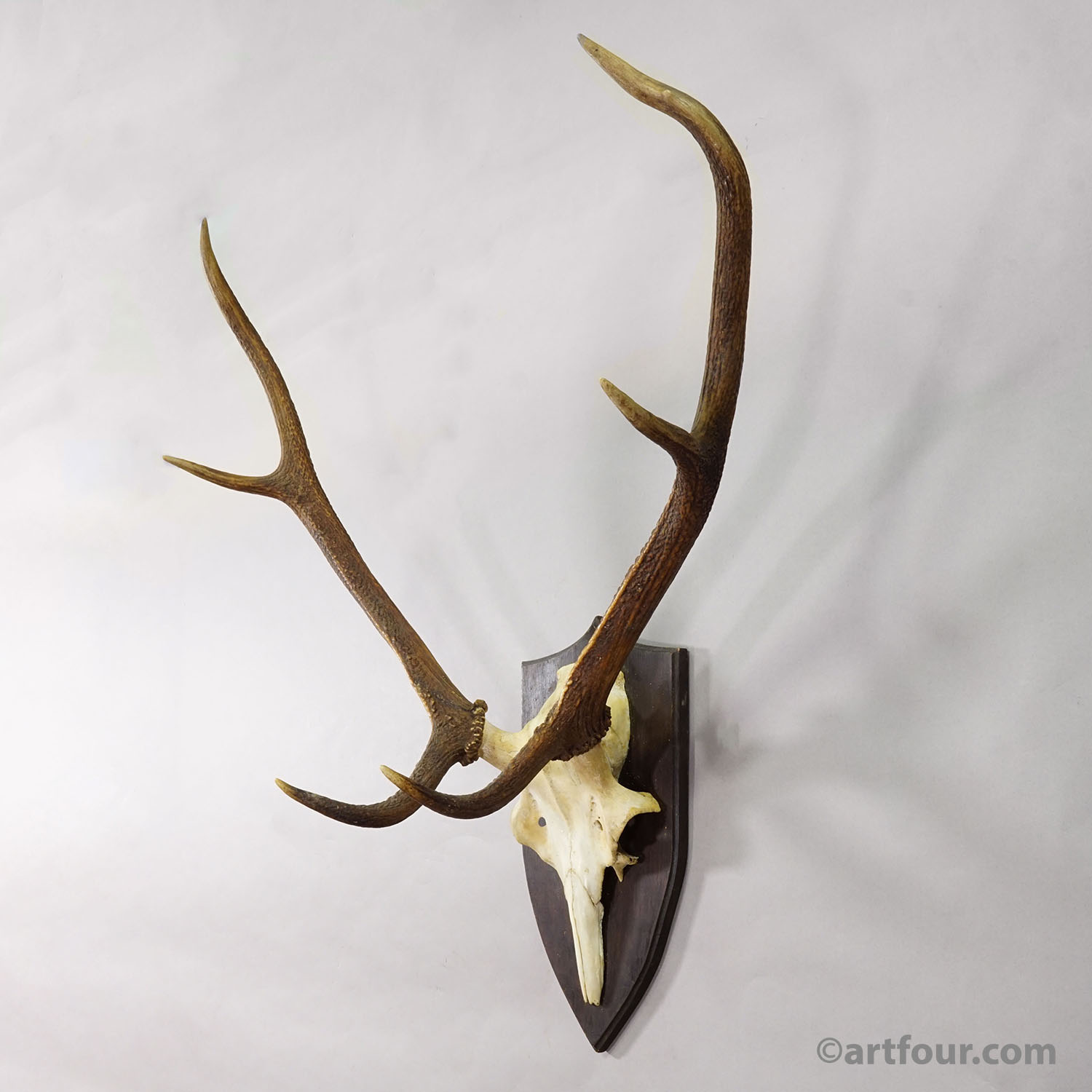 Large Black Forest Red Deer Trophy on Turned Plaque - Germany 1935