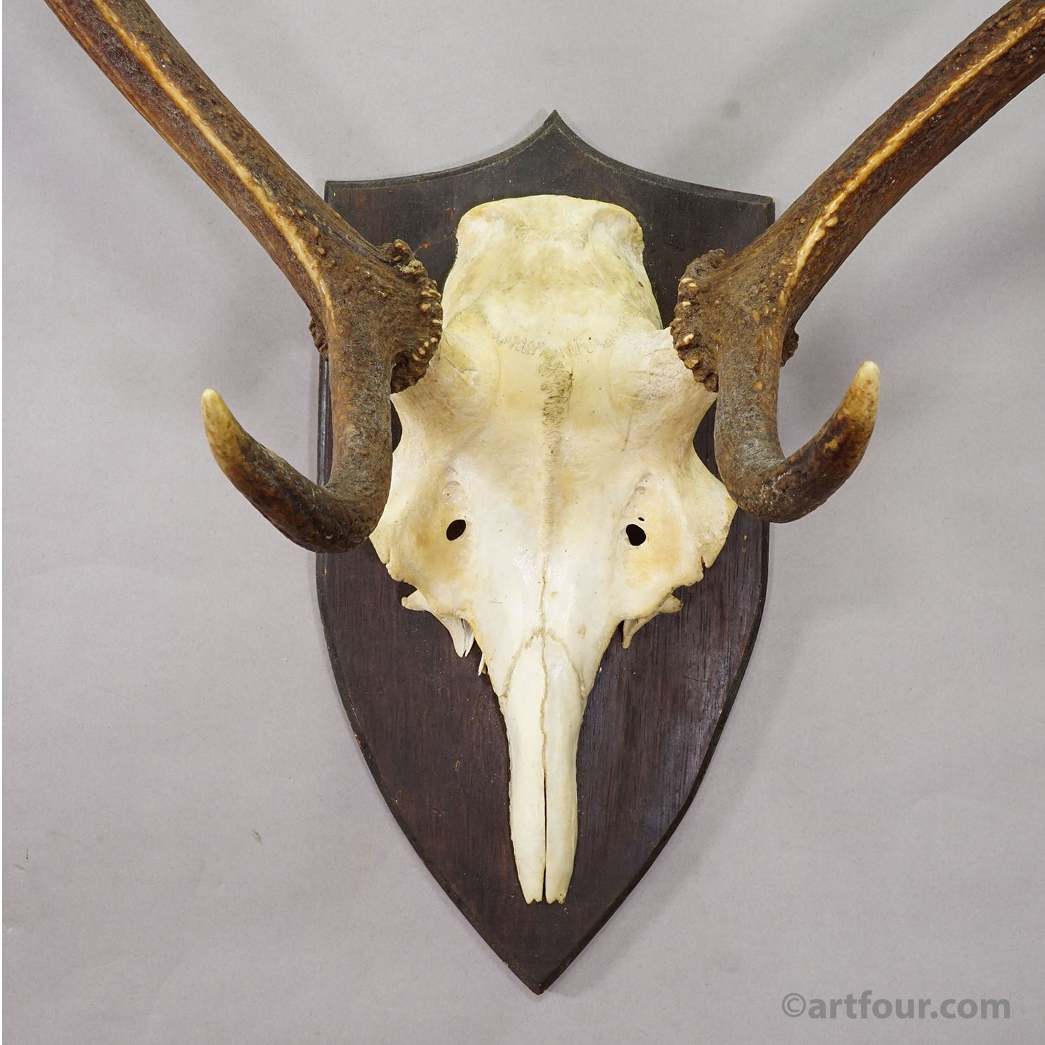 Large Black Forest Red Deer Trophy on Turned Plaque - Germany 1935