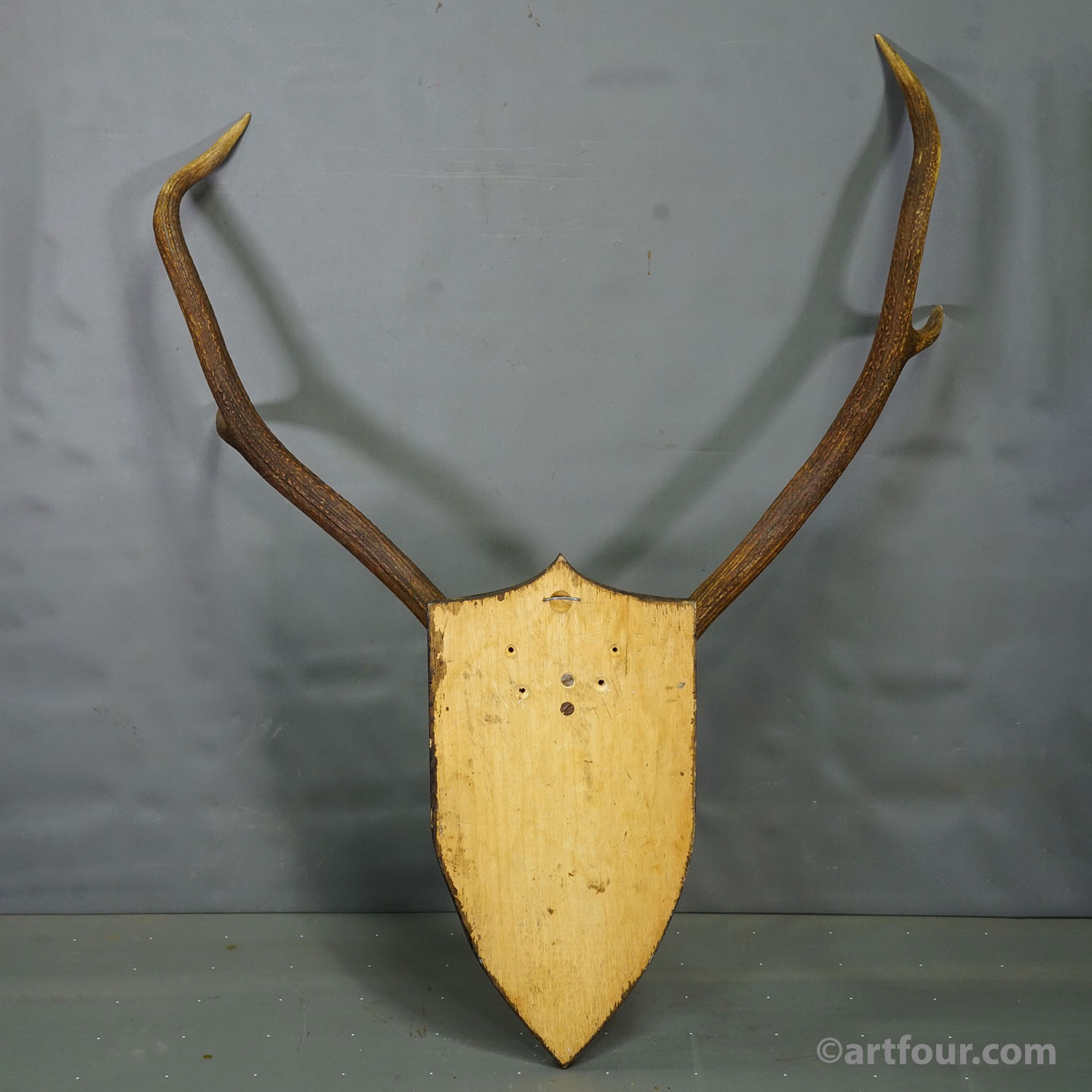 Large Black Forest Red Deer Trophy on Turned Plaque - Germany 1935