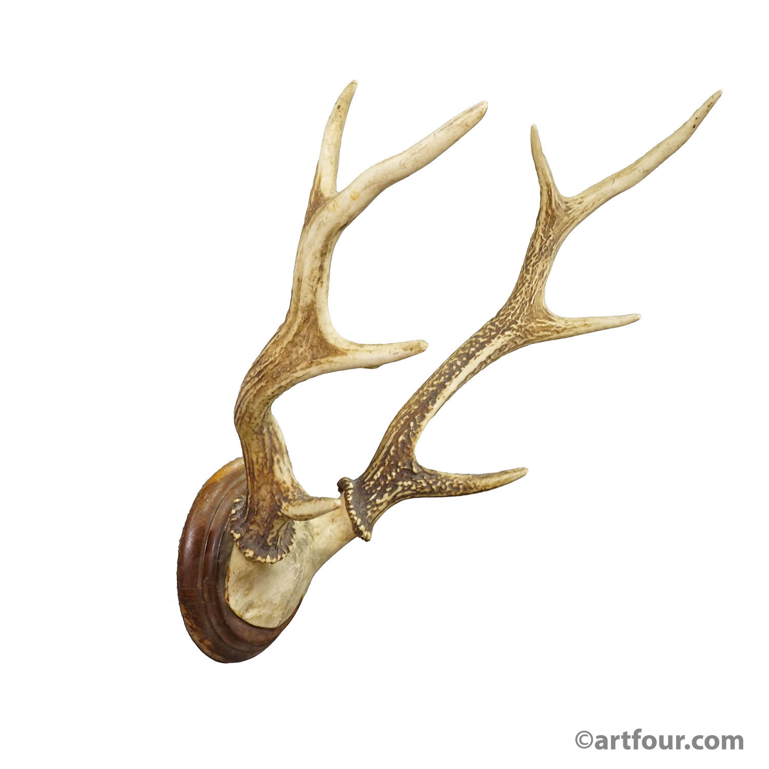 Big Black Forest Red Deer Trophy on Turned Plaque - Germany 1930