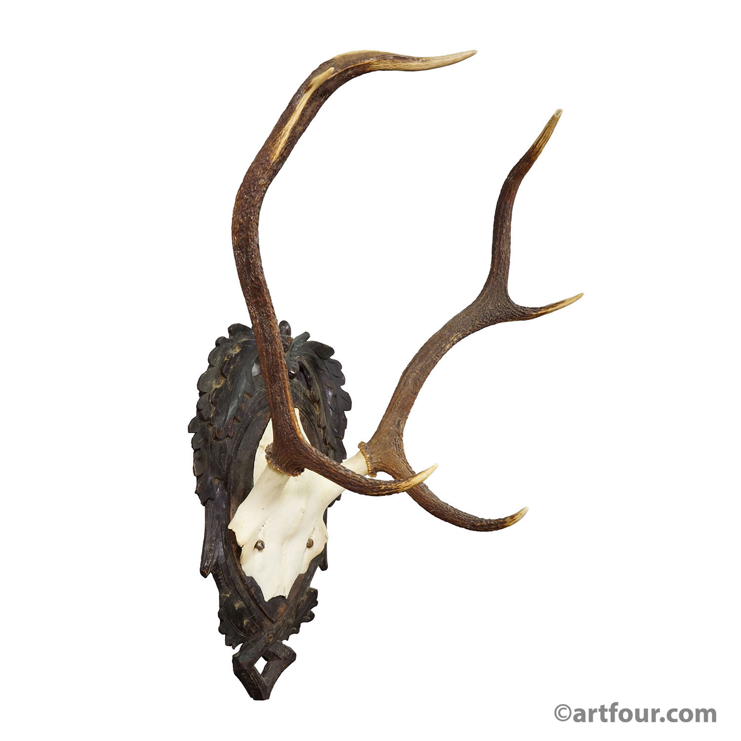 Antique Black Forest Red Deer Trophy on Carved Plaque - Germany 1900