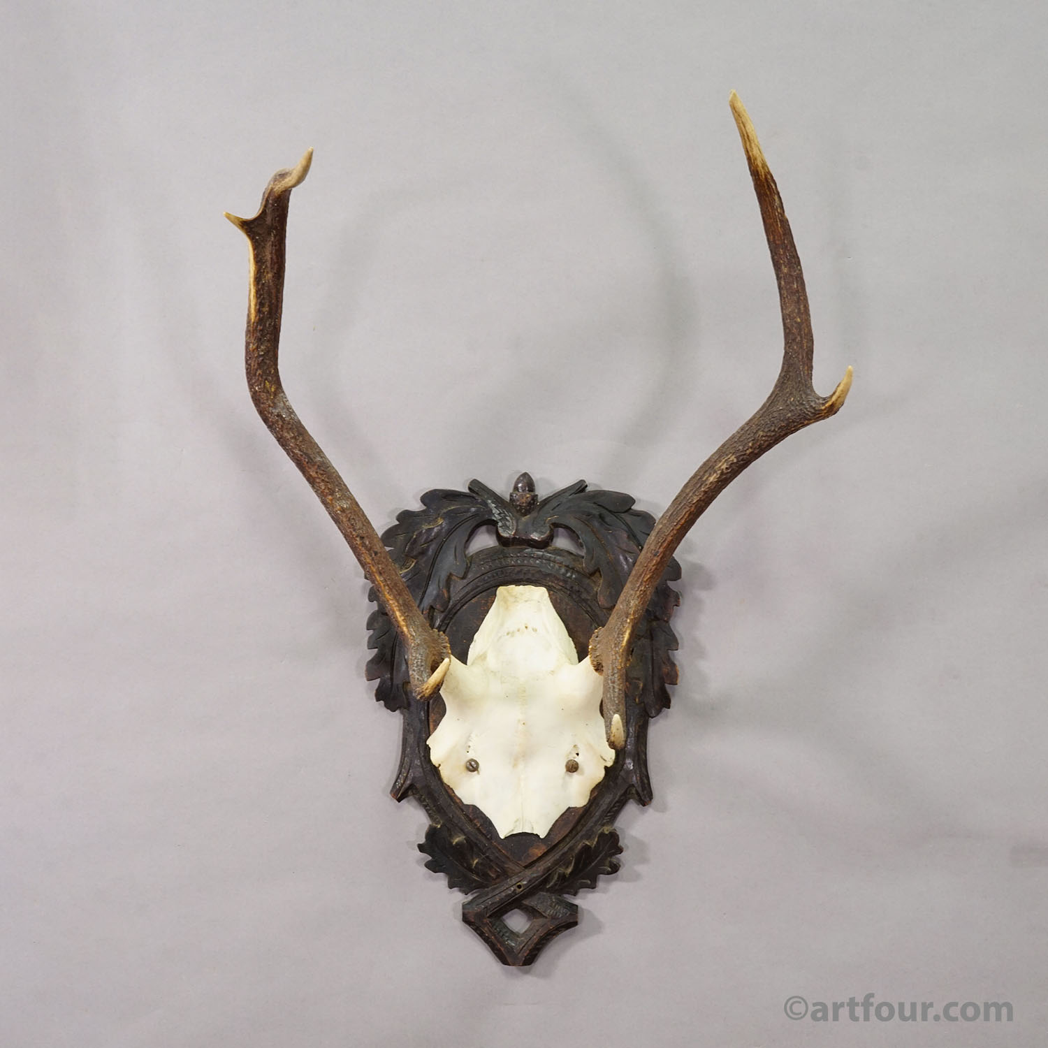 Antique Black Forest Red Deer Trophy on Carved Plaque - Germany 1900
