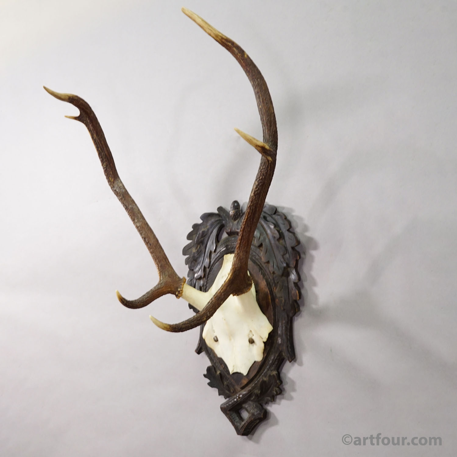 Antique Black Forest Red Deer Trophy on Carved Plaque - Germany 1900