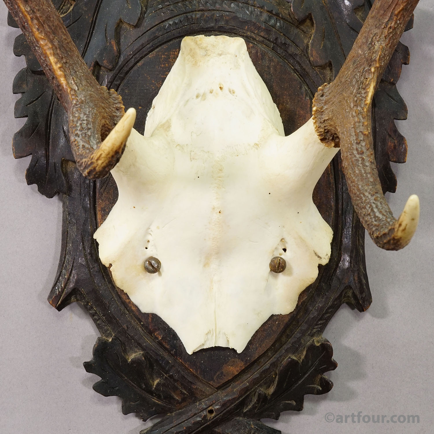 Antique Black Forest Red Deer Trophy on Carved Plaque - Germany 1900