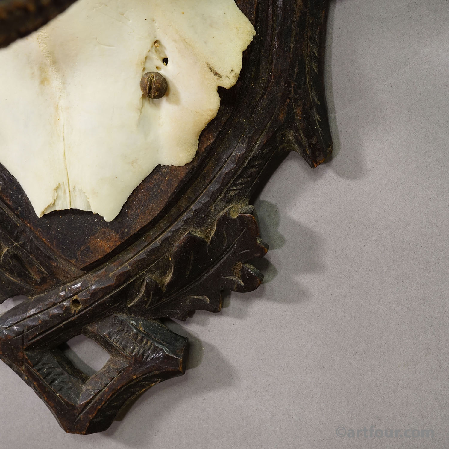 Antique Black Forest Red Deer Trophy on Carved Plaque - Germany 1900