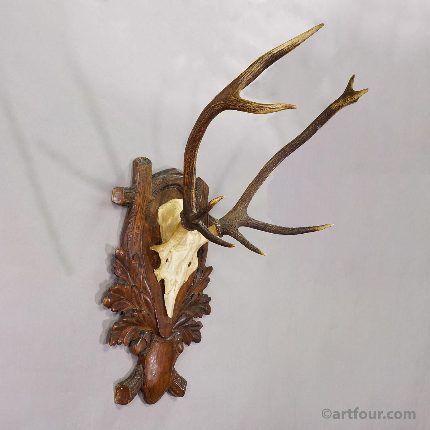 Antique Black Forest Red Deer Trophy on Carved Plaque - Germany 1930s