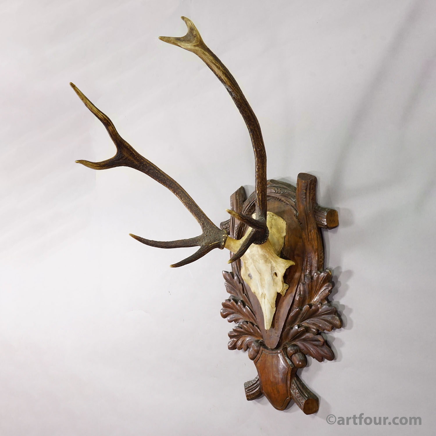 Antique Black Forest Red Deer Trophy on Carved Plaque - Germany 1930s