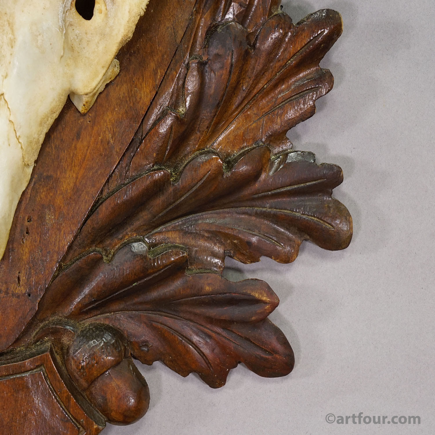 Antique Black Forest Red Deer Trophy on Carved Plaque - Germany 1930s