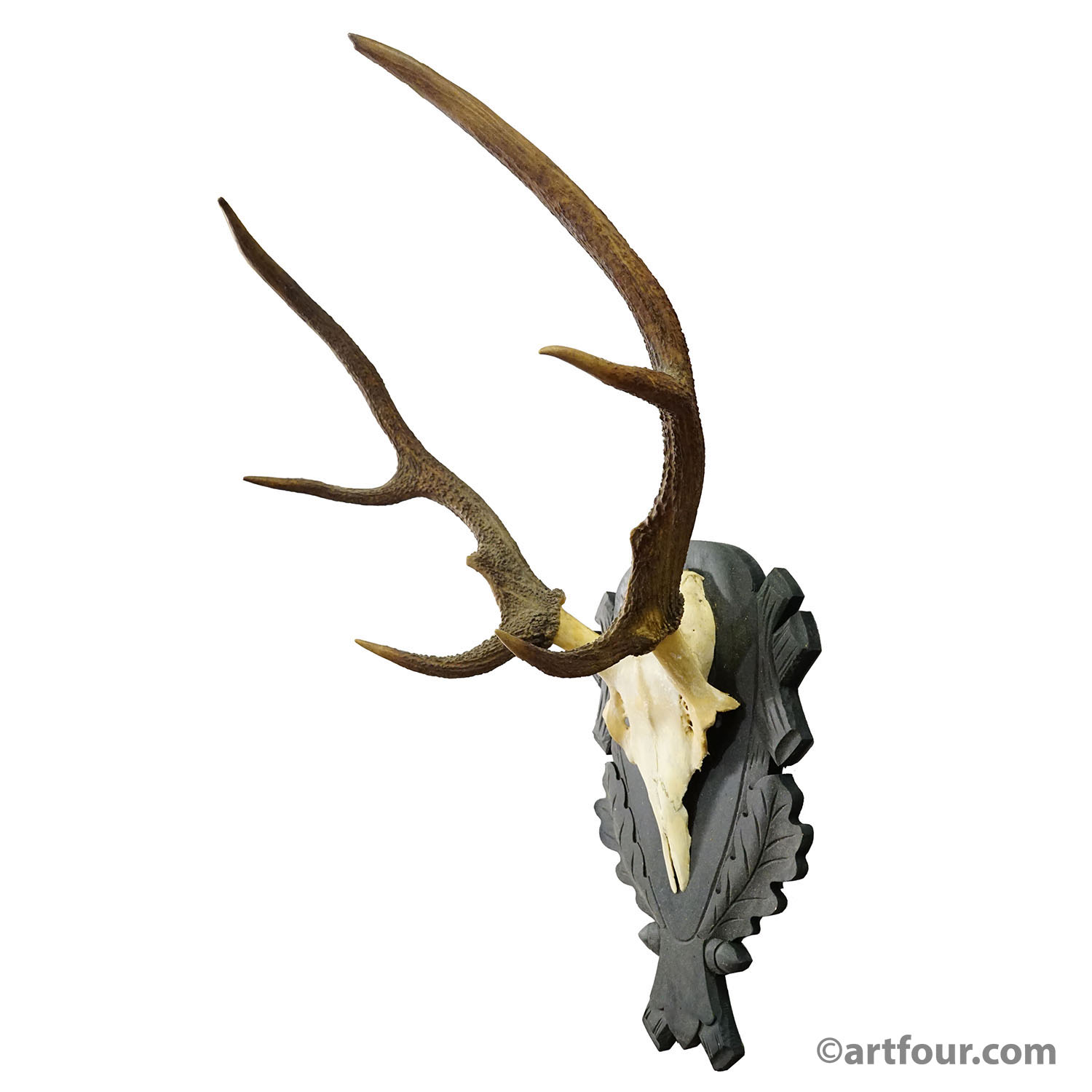 Antique Black Forest Red Deer Trophy on Carved Plaque - Germany 1930s