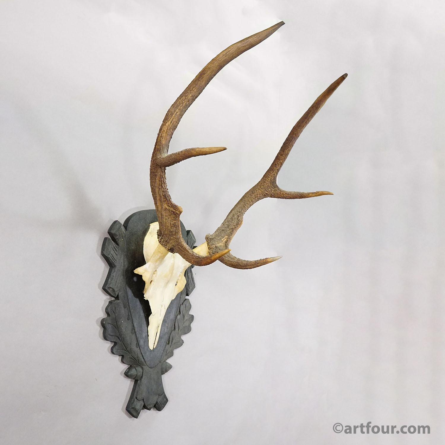 Antique Black Forest Red Deer Trophy on Carved Plaque - Germany 1930s