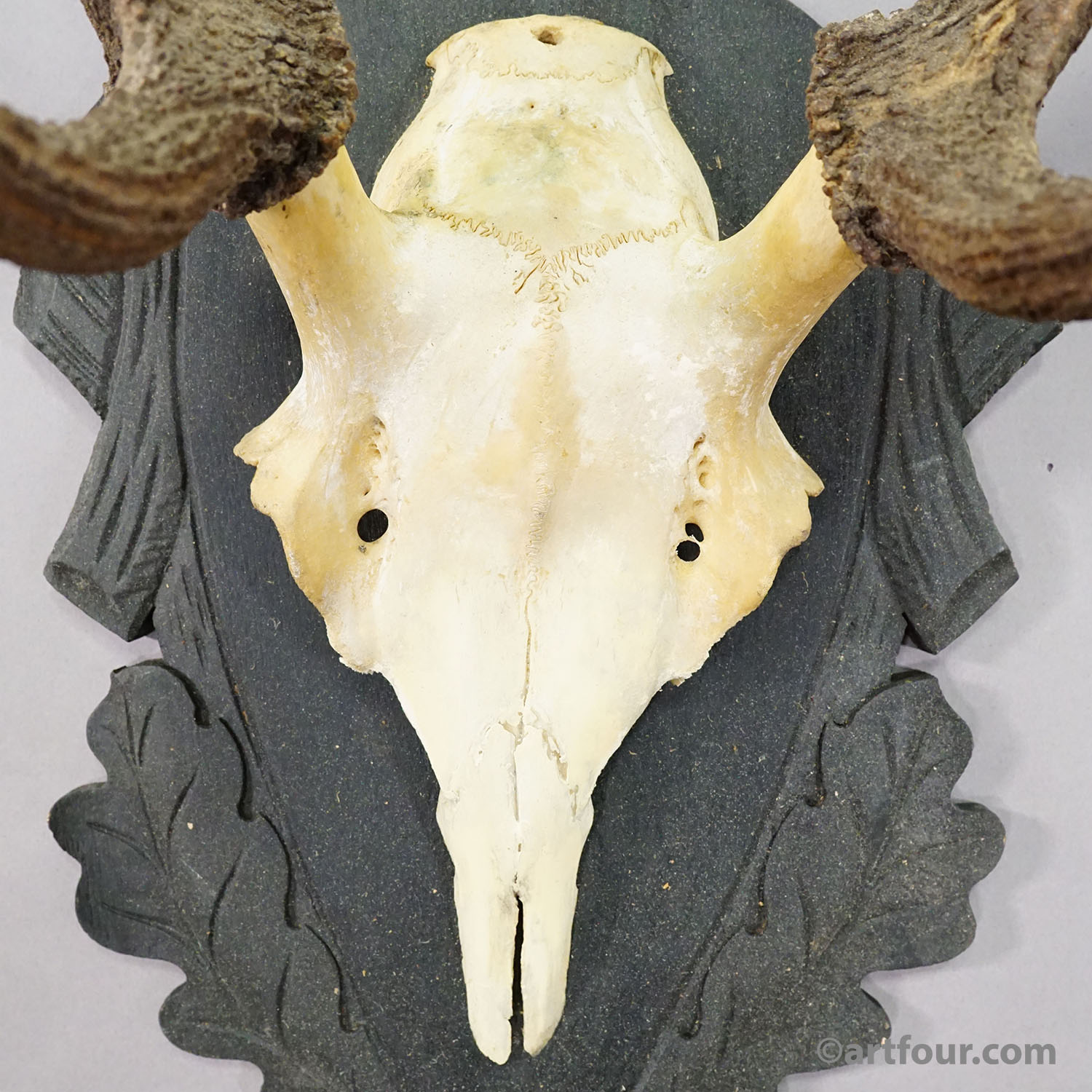 Antique Black Forest Red Deer Trophy on Carved Plaque - Germany 1930s