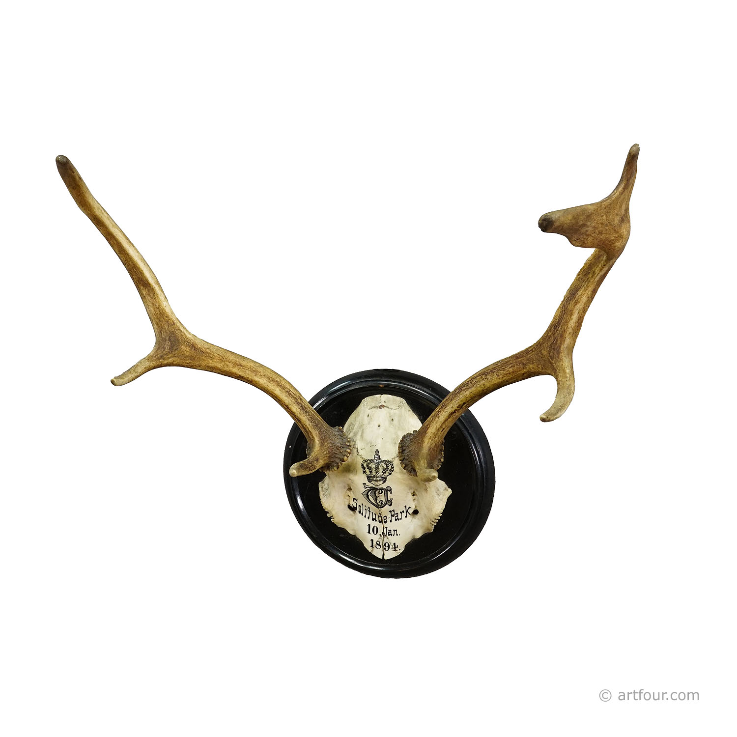 Black Forest Fallow Deer Trophy from Salem Germany, Solitude Park 1894