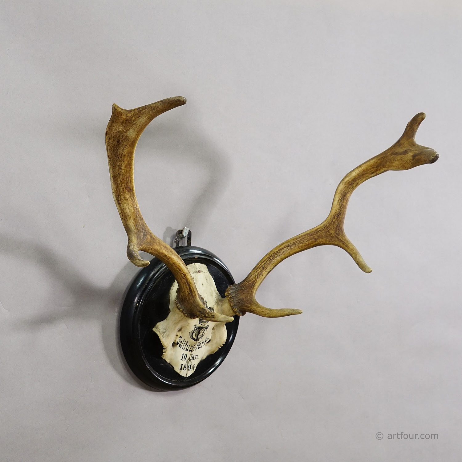 Black Forest Fallow Deer Trophy from Salem Germany, Solitude Park 1894
