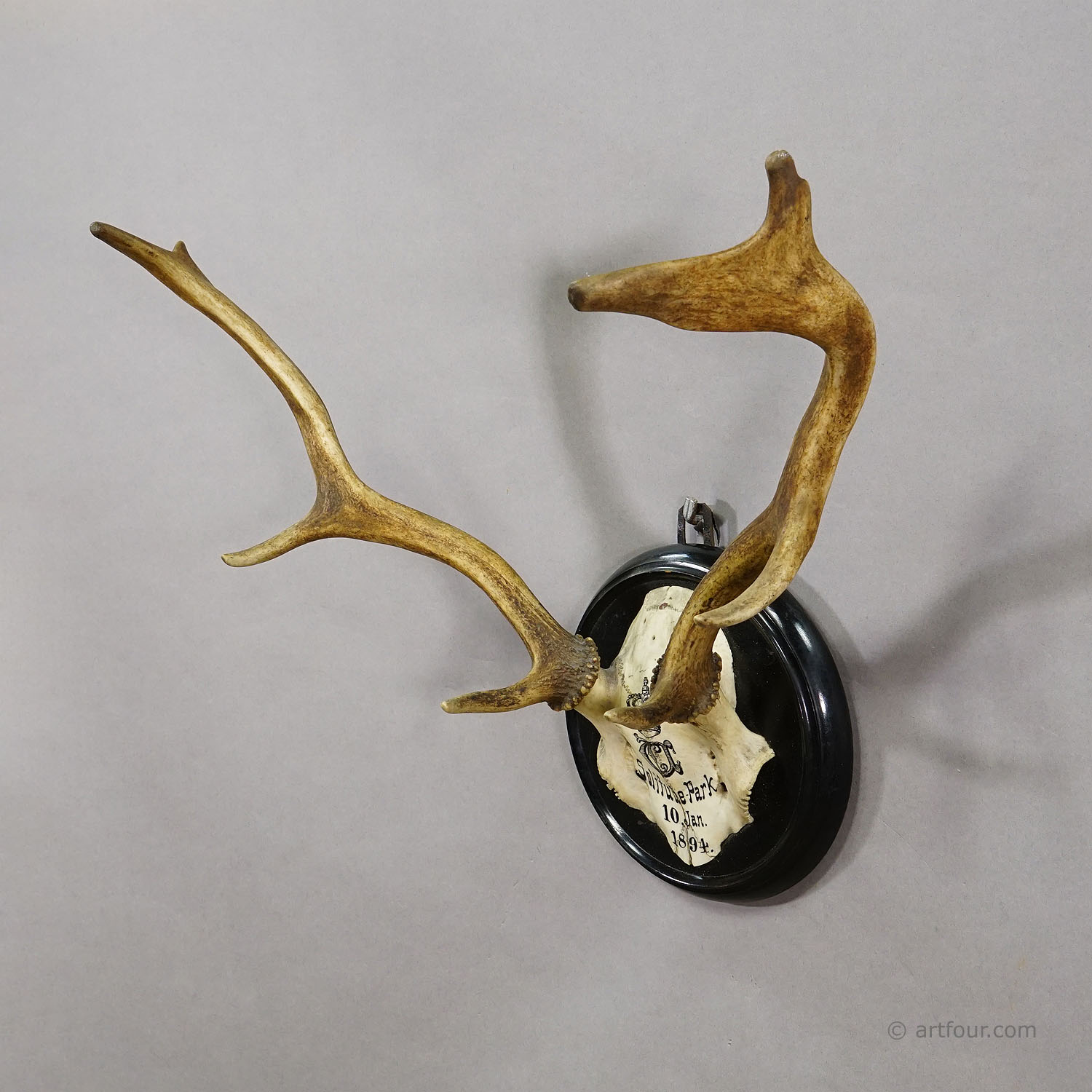 Black Forest Fallow Deer Trophy from Salem Germany, Solitude Park 1894