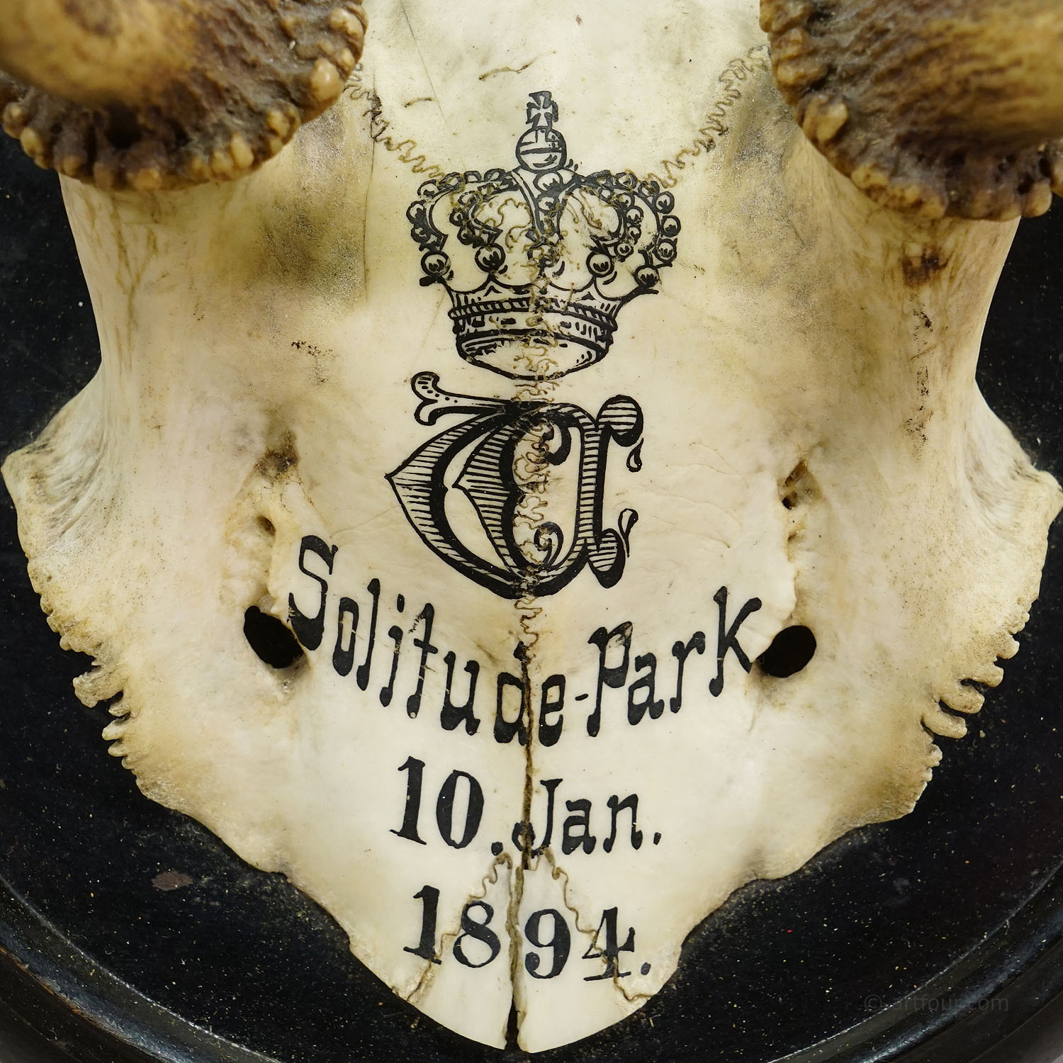 Black Forest Fallow Deer Trophy from Salem Germany, Solitude Park 1894