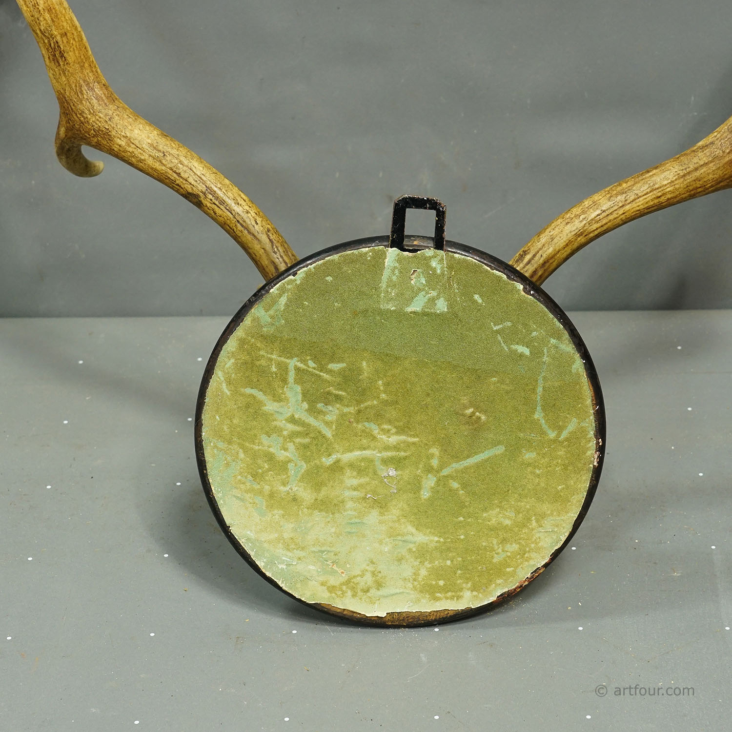 Black Forest Fallow Deer Trophy from Salem Germany, Solitude Park 1894