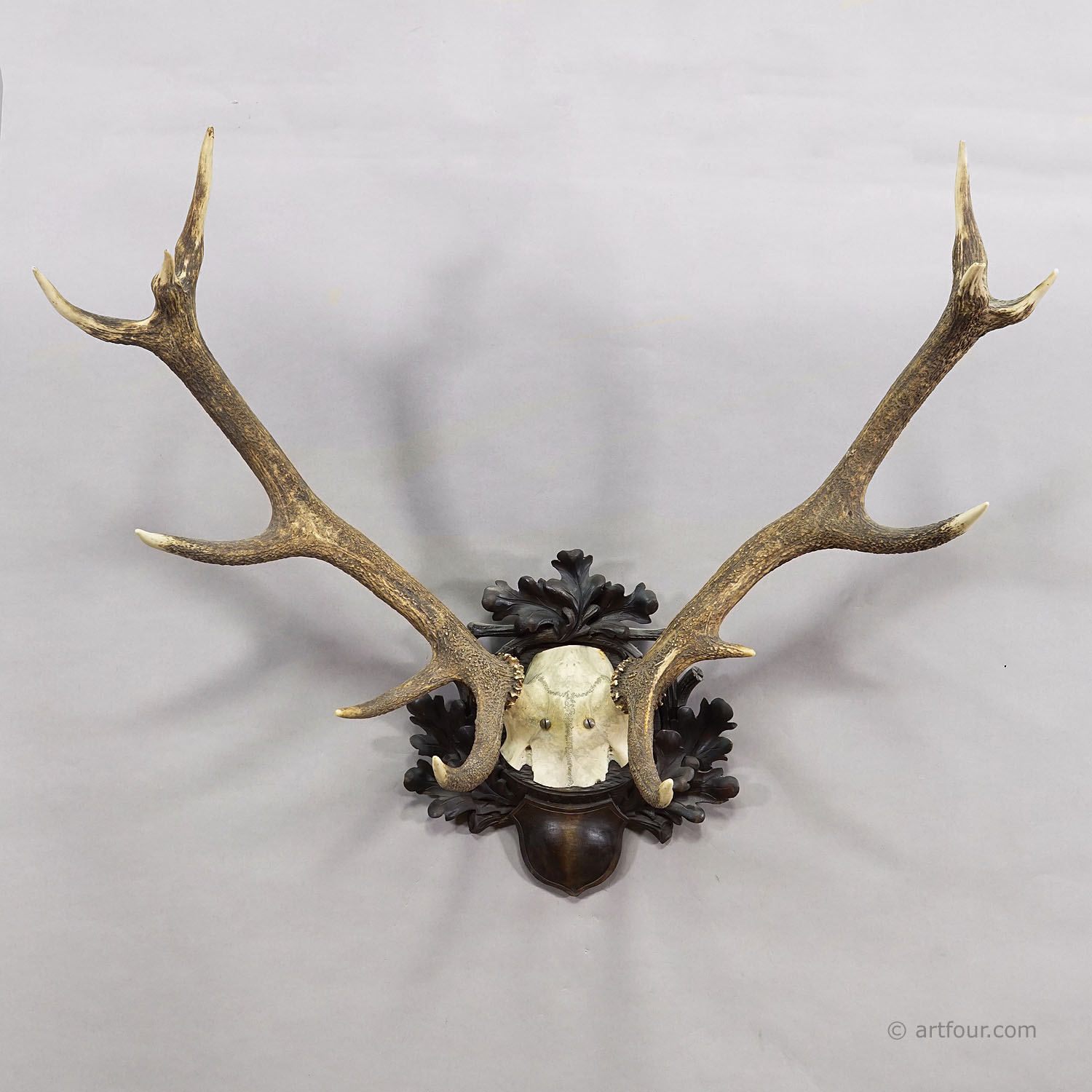 Big Black Forest 12 Pointer Red Deer Trophy on Carved Plaque - Germany 1930