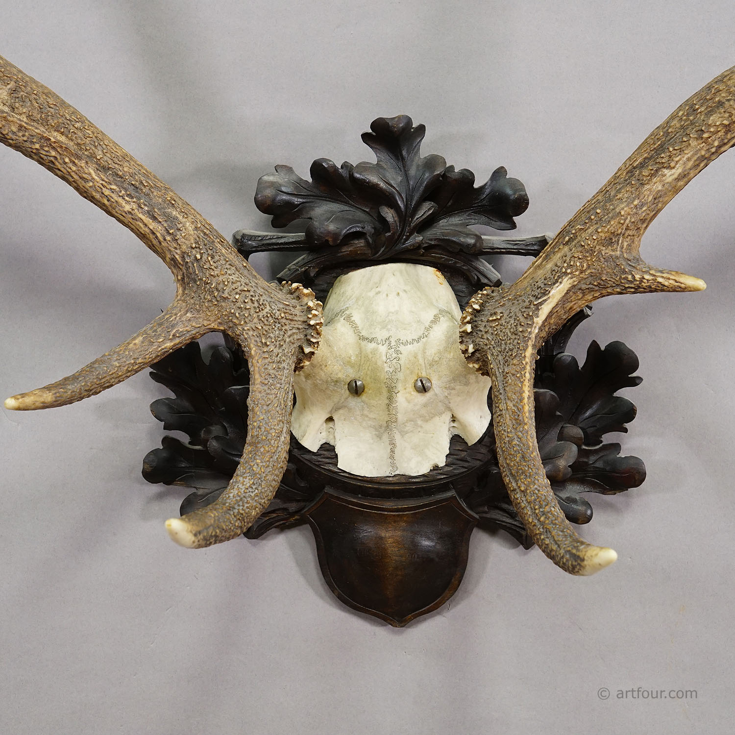 Big Black Forest 12 Pointer Red Deer Trophy on Carved Plaque - Germany 1930