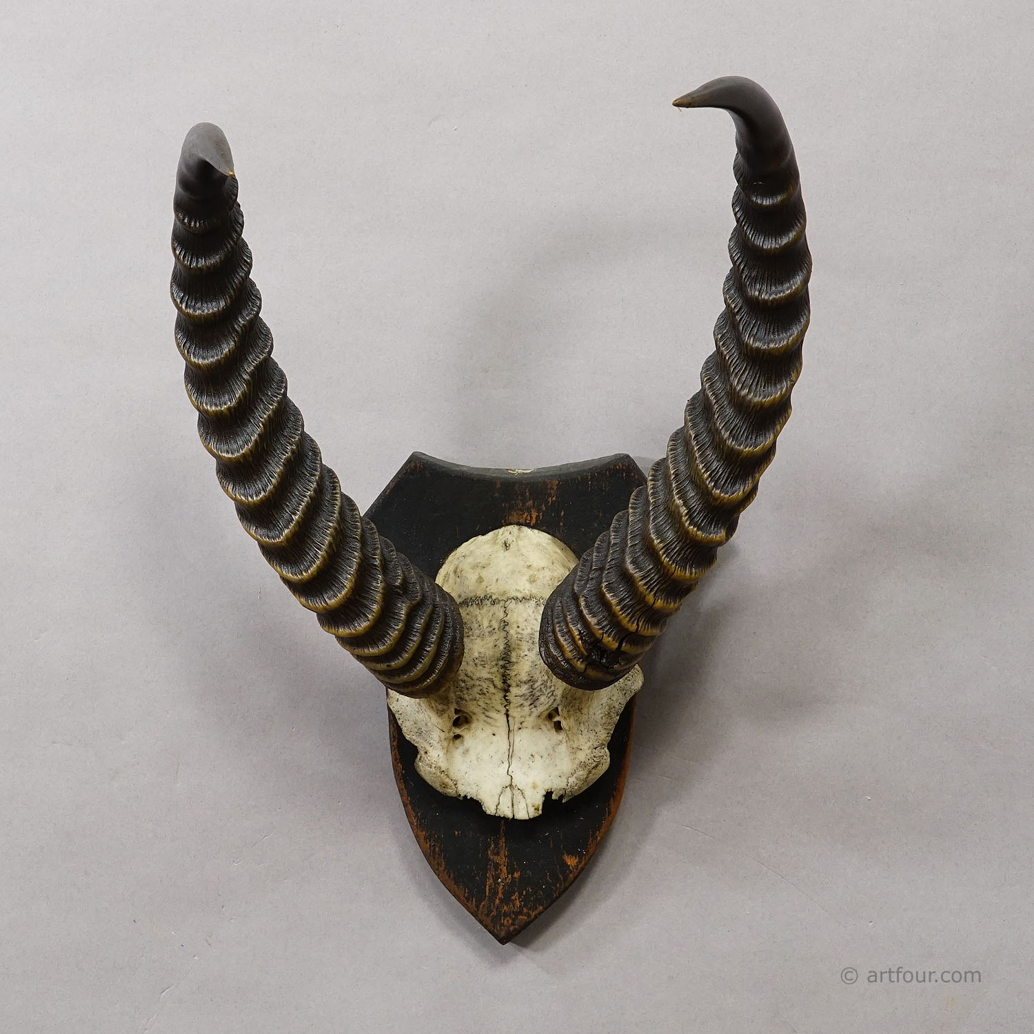 Antique Springbok Trophy on Wooden Plaque, ca. 1930s