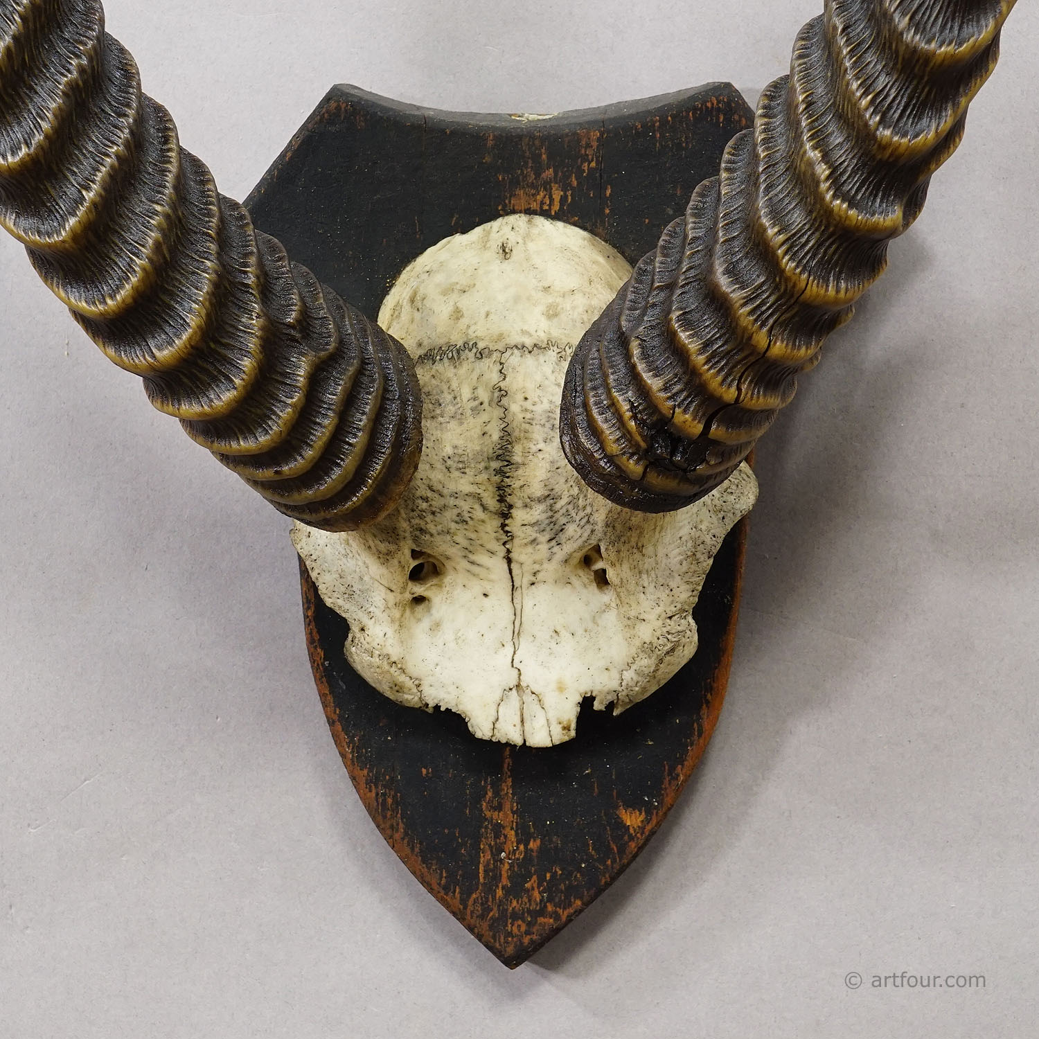 Antique Springbok Trophy on Wooden Plaque, ca. 1930s
