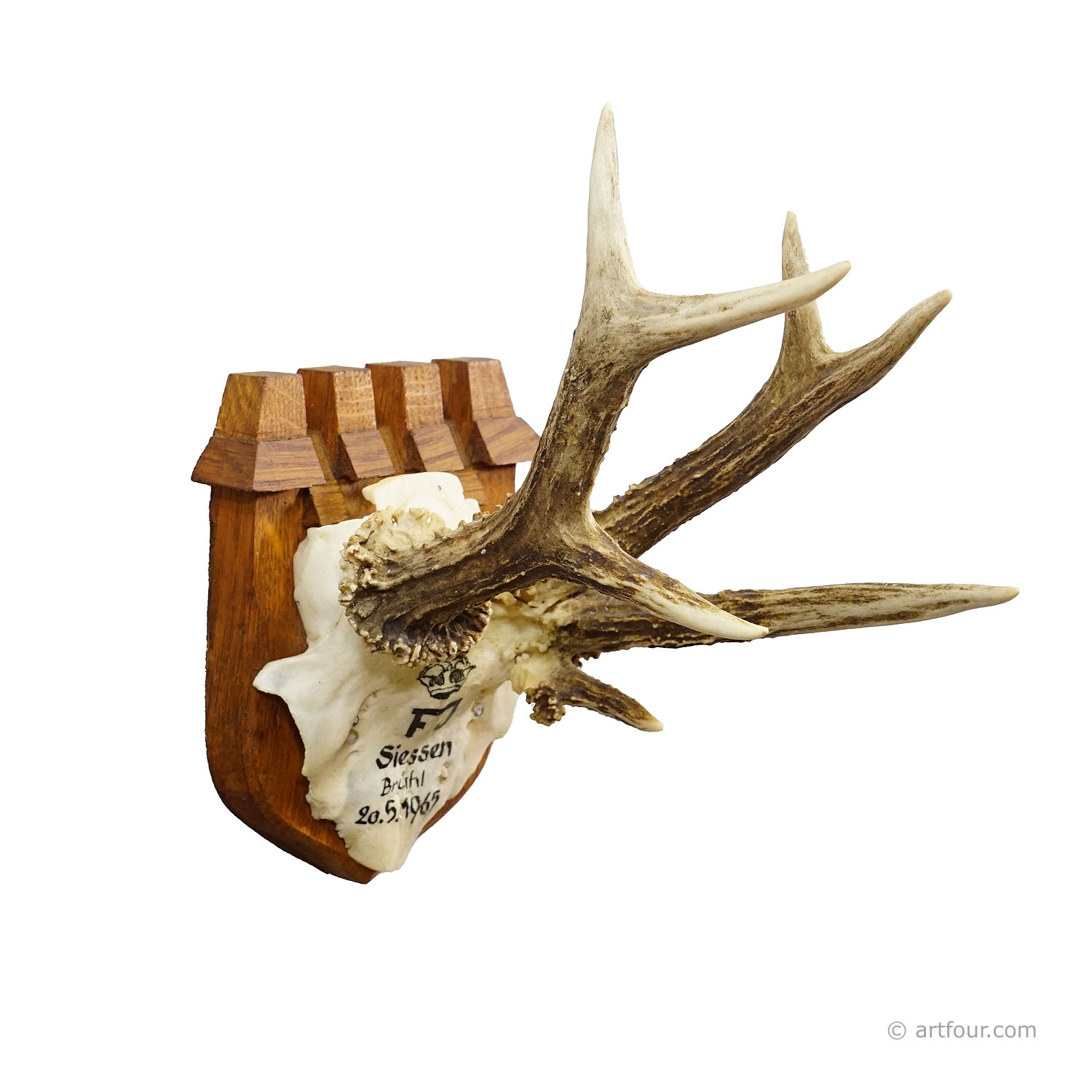 Vintage Red Deer Trophy by Franz Joseph, Prince of Thurn and Taxis, 1965