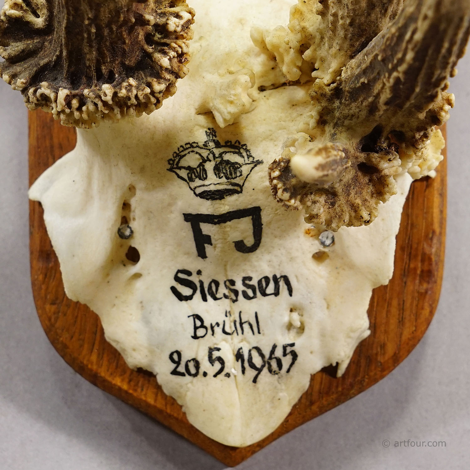 Vintage Red Deer Trophy by Franz Joseph, Prince of Thurn and Taxis, 1965