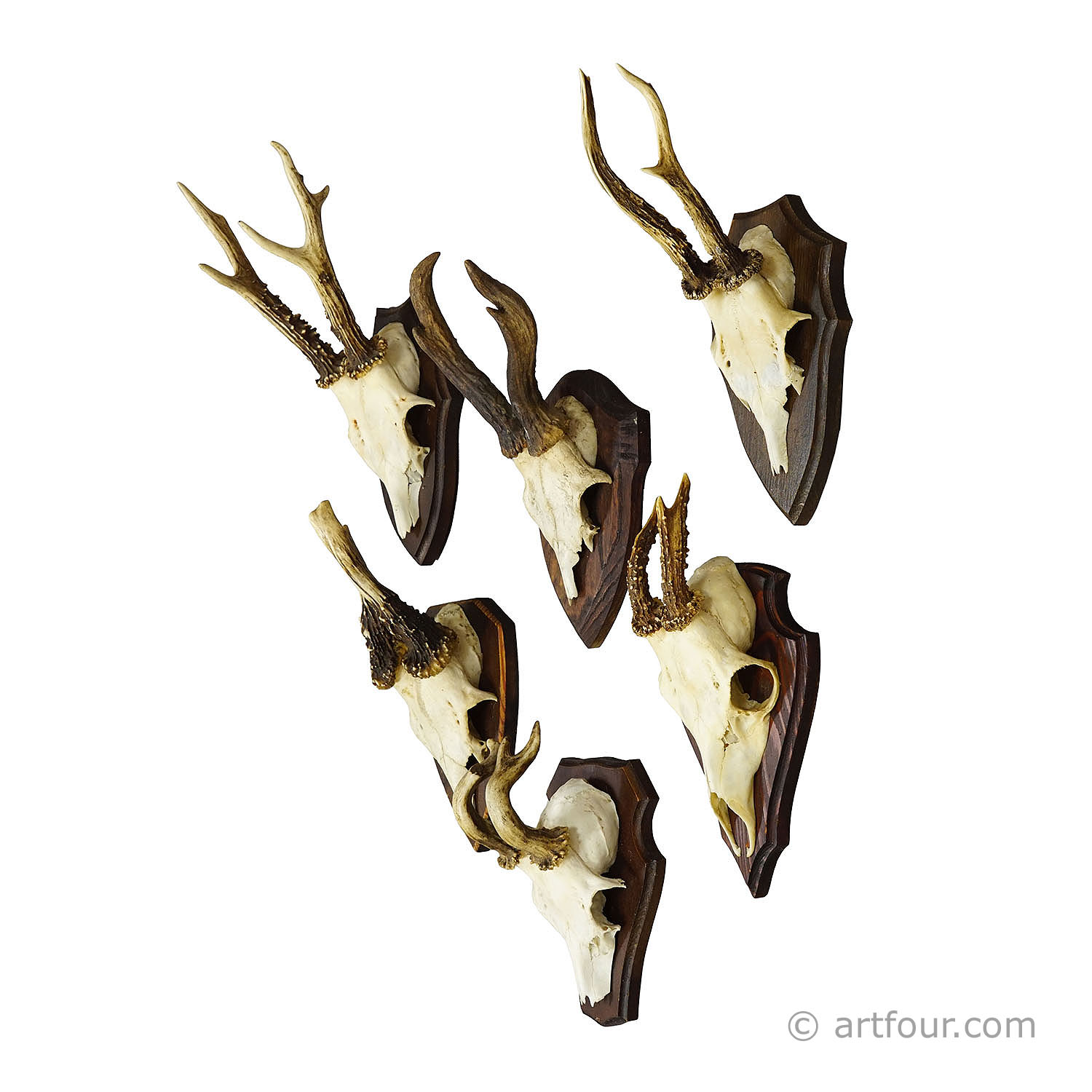 Vintage Set of Six Roe Deer Trophies on Wooden Plaques Germany ca. 1960s