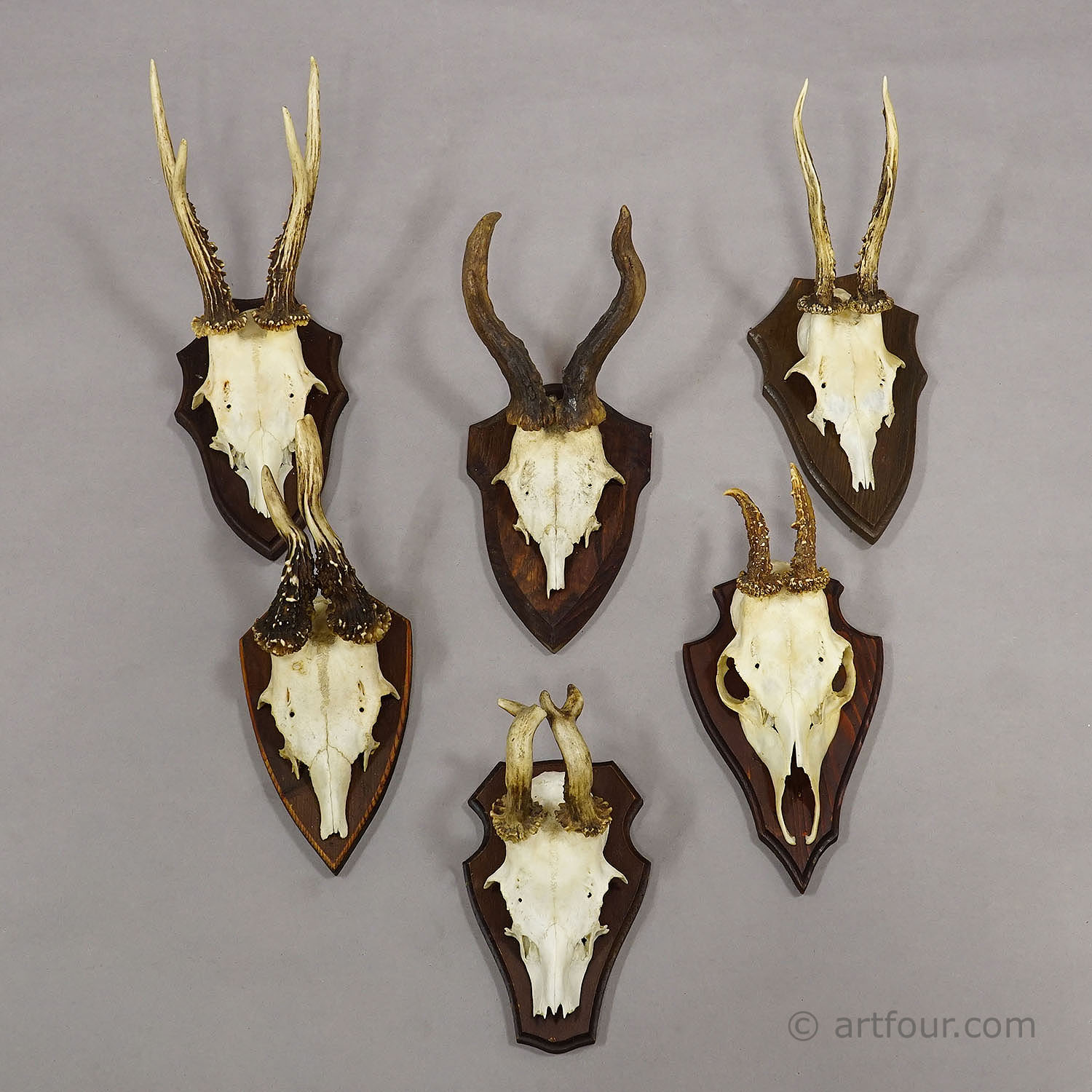 Vintage Set of Six Roe Deer Trophies on Wooden Plaques Germany ca. 1960s