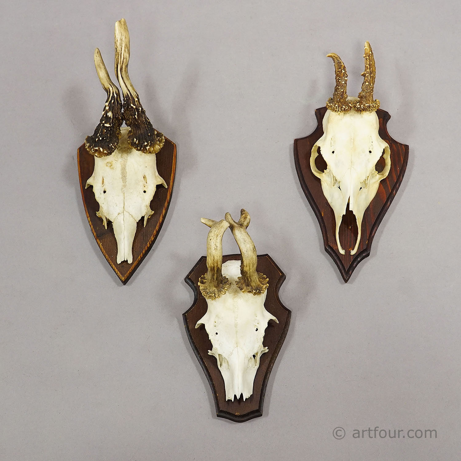 Vintage Set of Six Roe Deer Trophies on Wooden Plaques Germany ca. 1960s