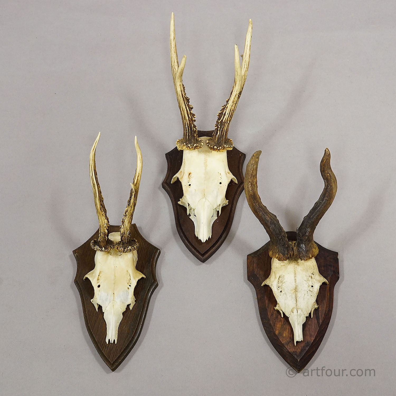 Vintage Set of Six Roe Deer Trophies on Wooden Plaques Germany ca. 1960s