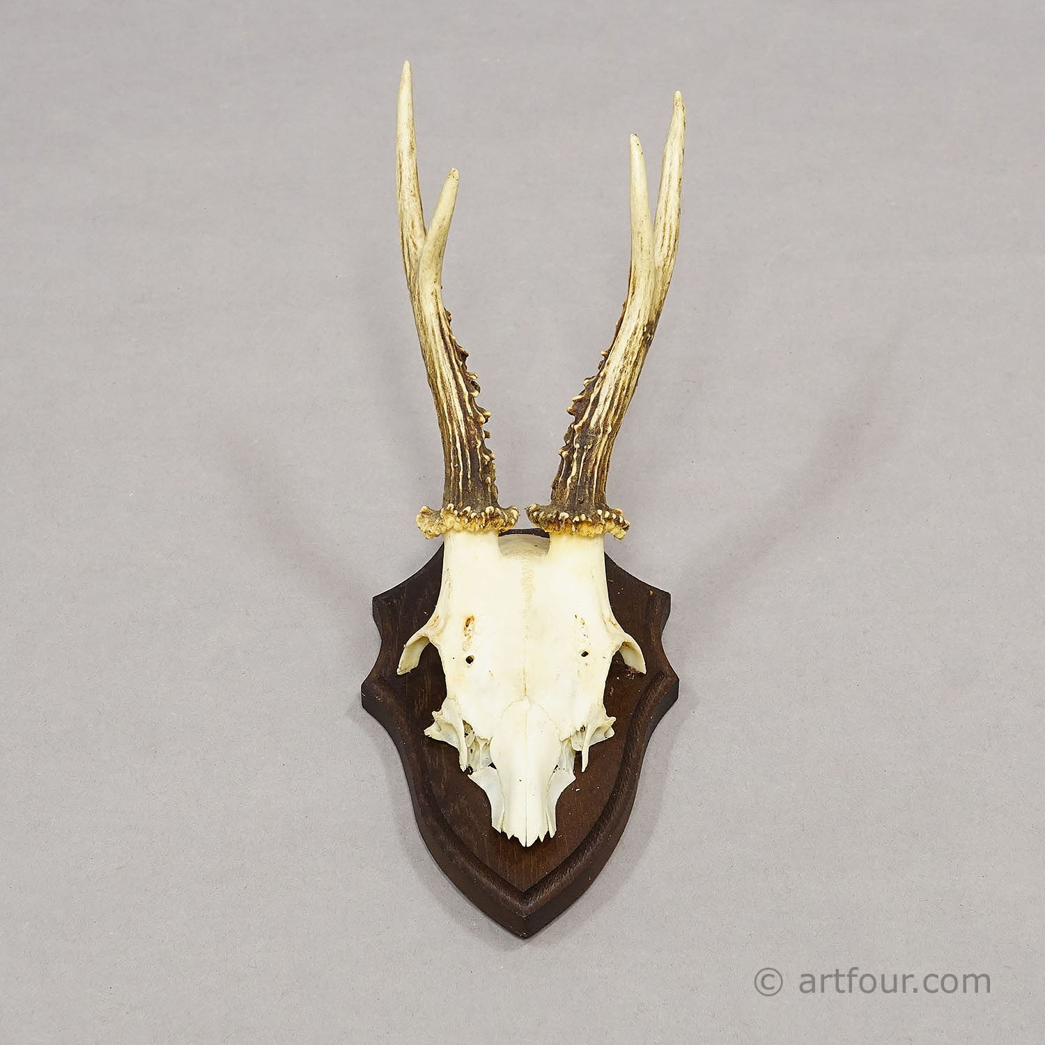 Vintage Set of Six Roe Deer Trophies on Wooden Plaques Germany ca. 1960s