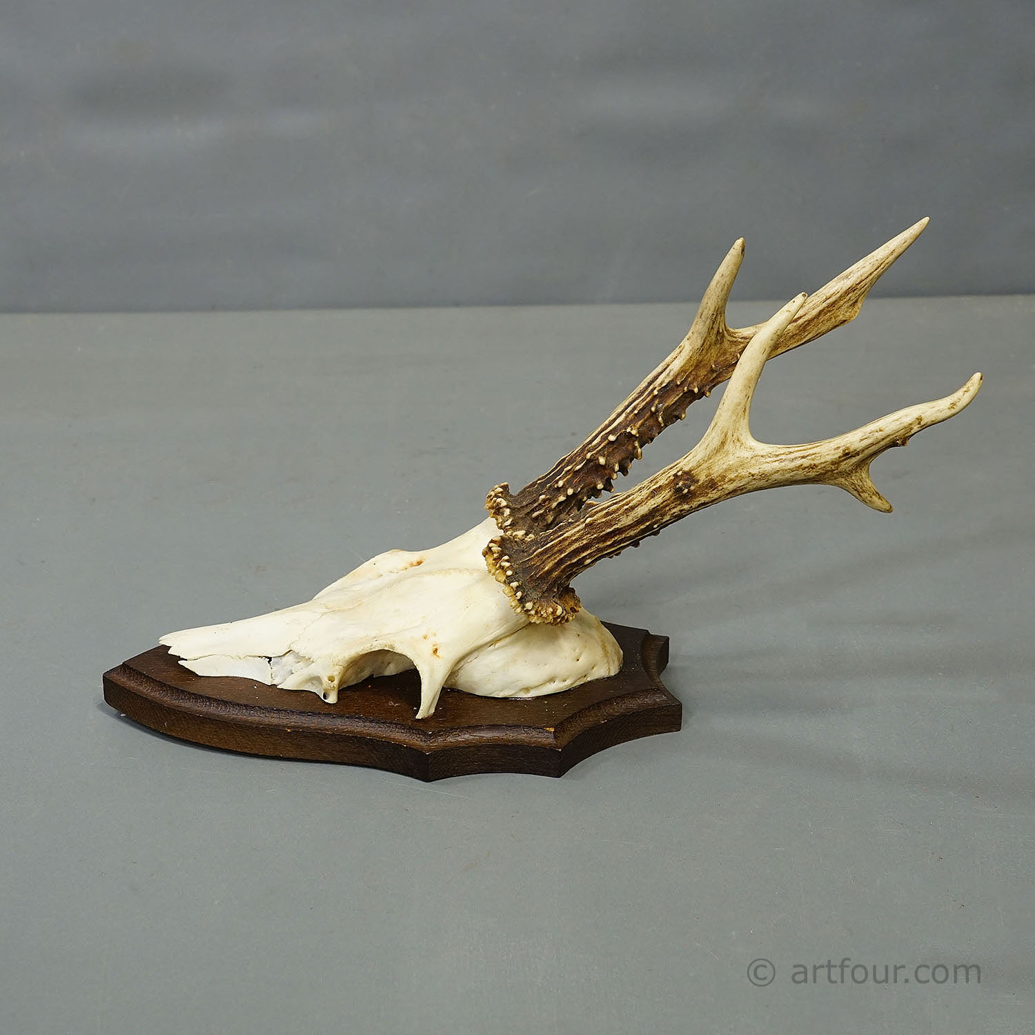 Vintage Set of Six Roe Deer Trophies on Wooden Plaques Germany ca. 1960s