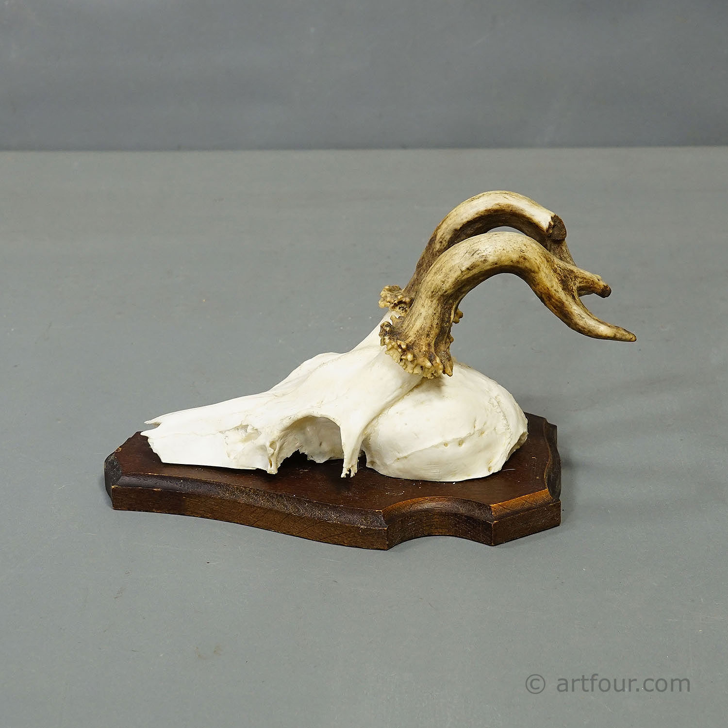 Vintage Set of Six Roe Deer Trophies on Wooden Plaques Germany ca. 1960s