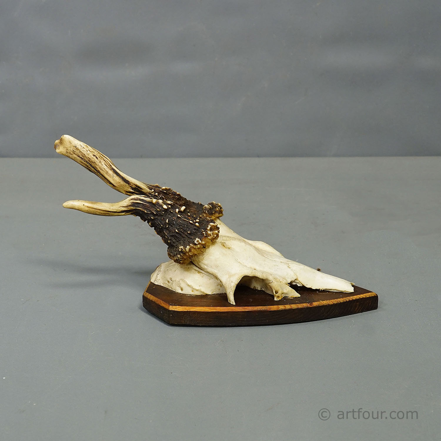 Vintage Set of Six Roe Deer Trophies on Wooden Plaques Germany ca. 1960s