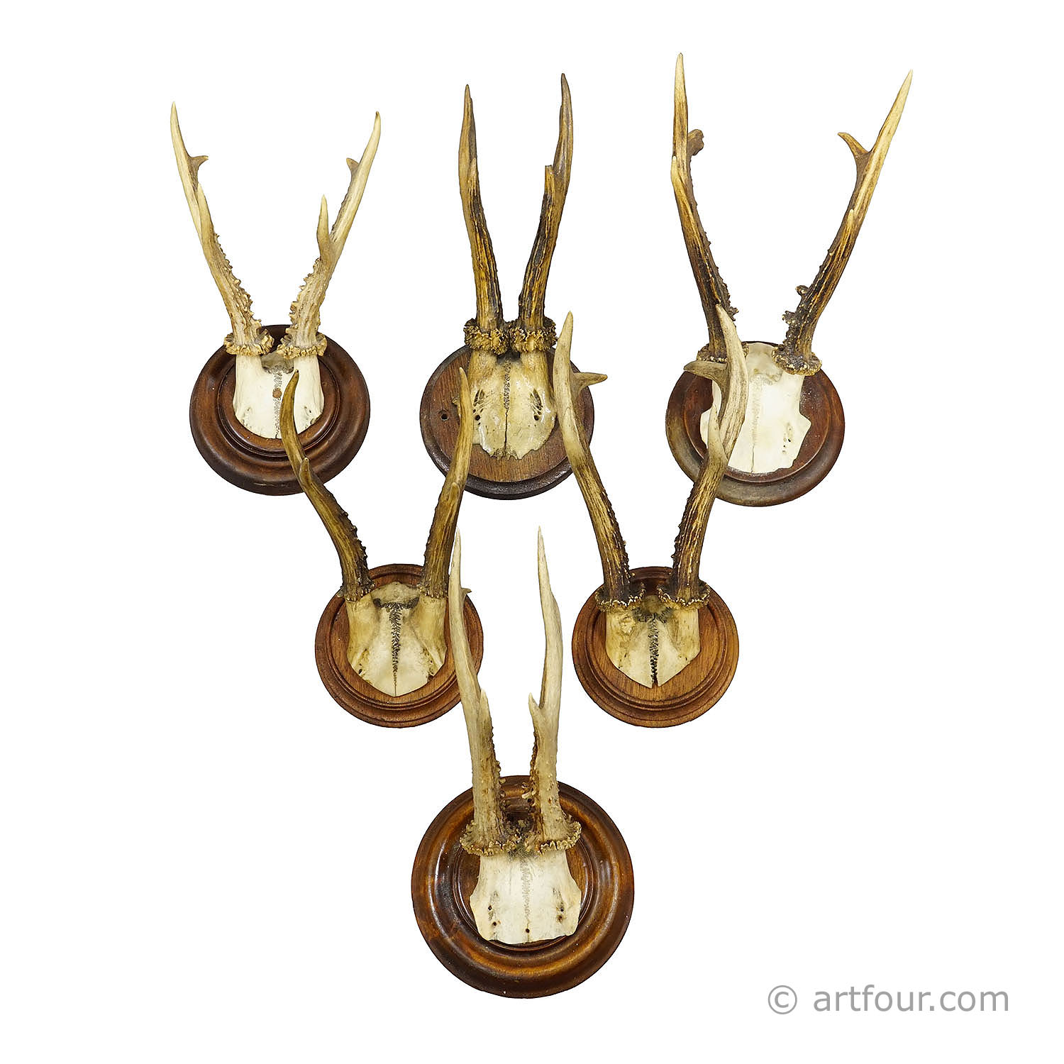 Antique Set of Six Roe Deer Trophies on Turned Plaques Germany ca.1900s