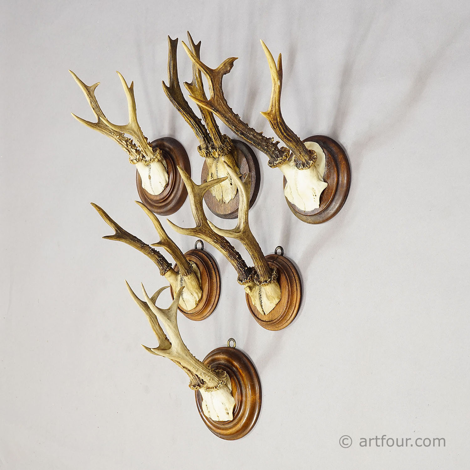 Antique Set of Six Roe Deer Trophies on Turned Plaques Germany ca.1900s