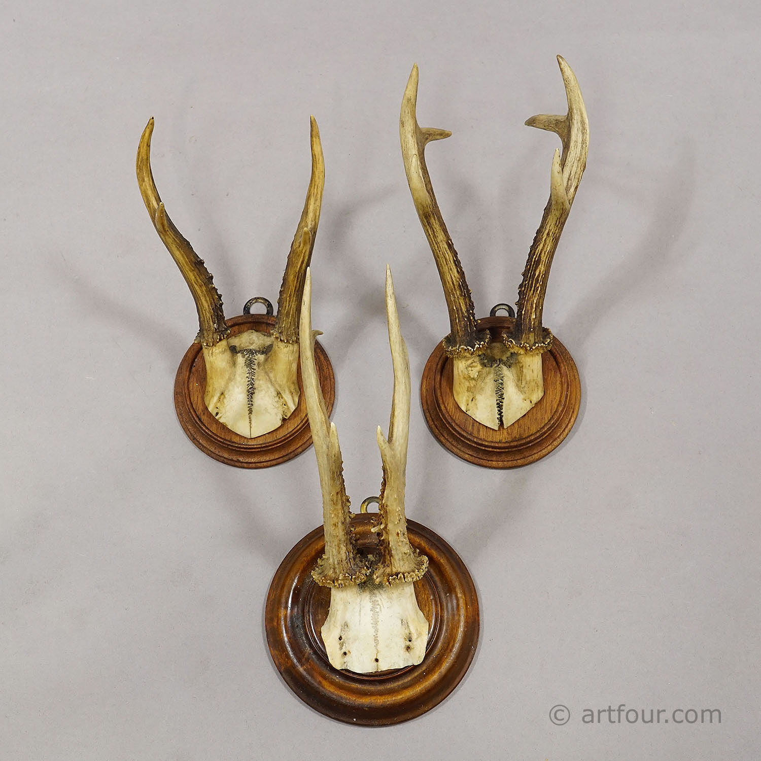 Antique Set of Six Roe Deer Trophies on Turned Plaques Germany ca.1900s