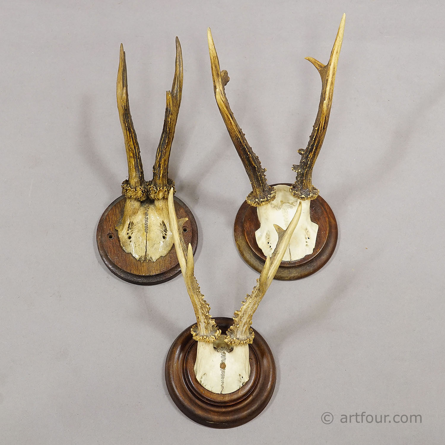 Antique Set of Six Roe Deer Trophies on Turned Plaques Germany ca.1900s