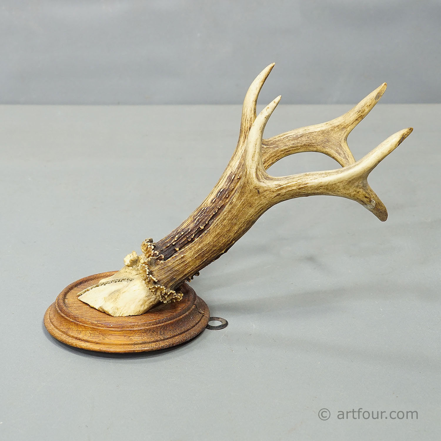 Antique Set of Six Roe Deer Trophies on Turned Plaques Germany ca.1900s