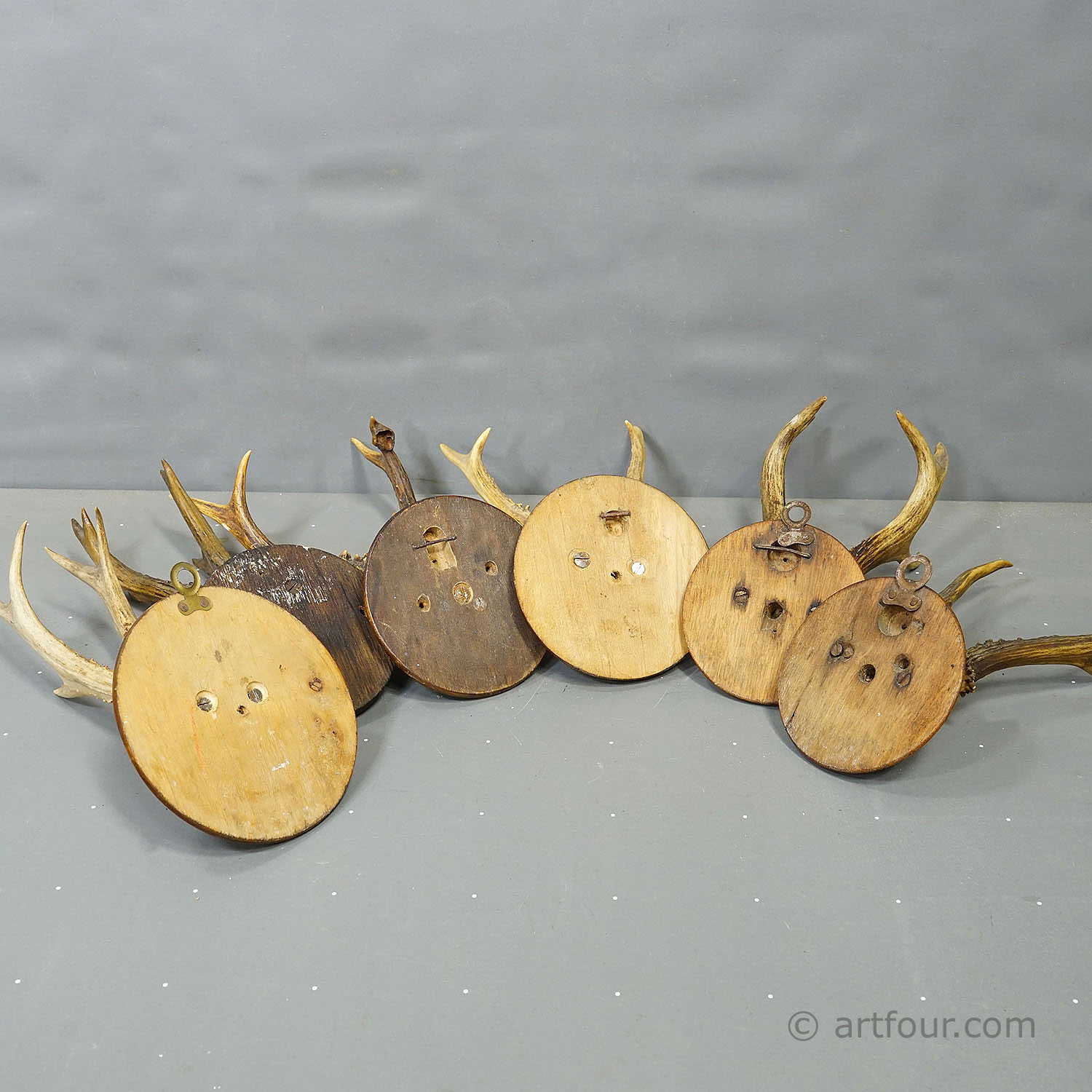 Antique Set of Six Roe Deer Trophies on Turned Plaques Germany ca.1900s