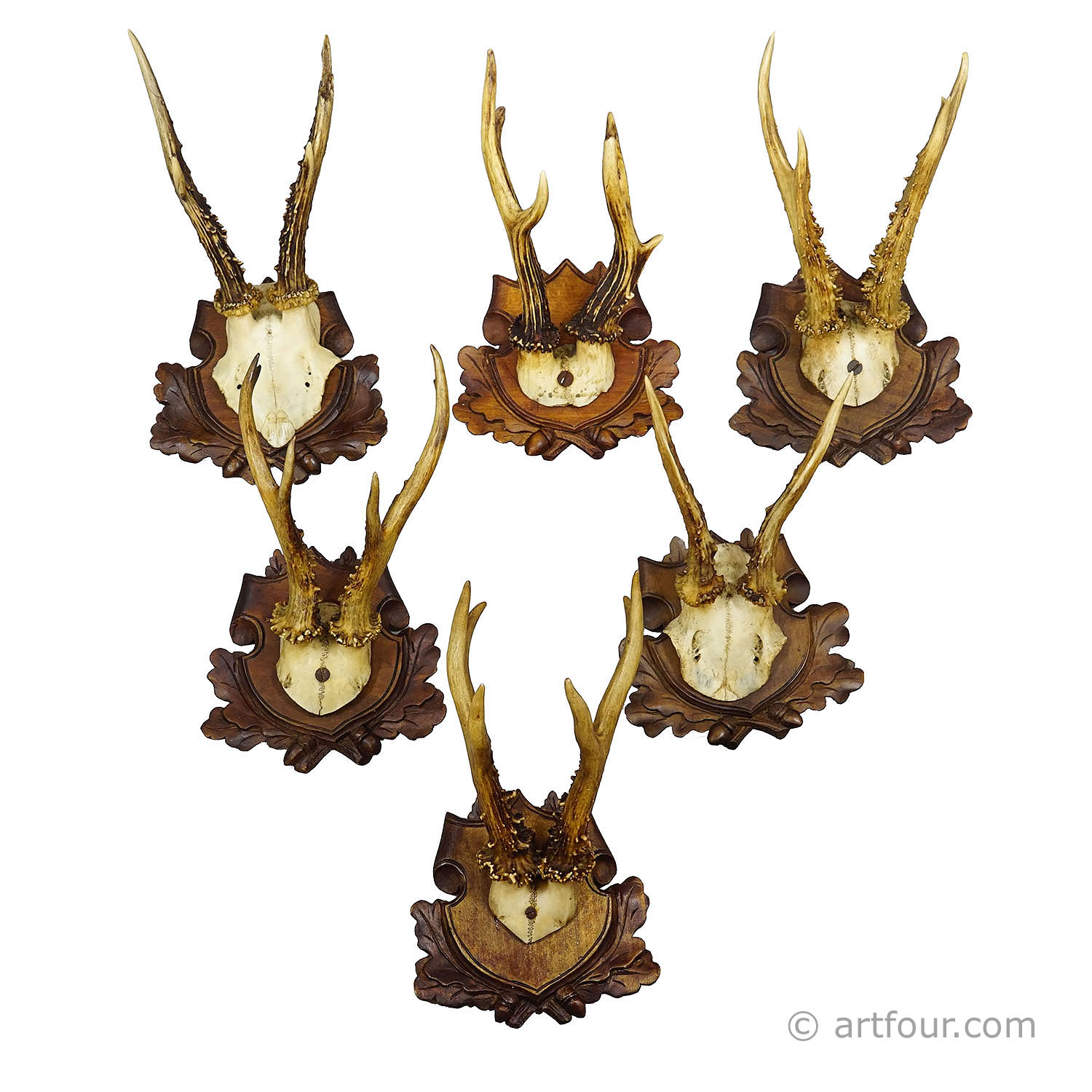Antique Set of Black Forest Roe Deer Trophies, Germany ca. 1890s/1900s