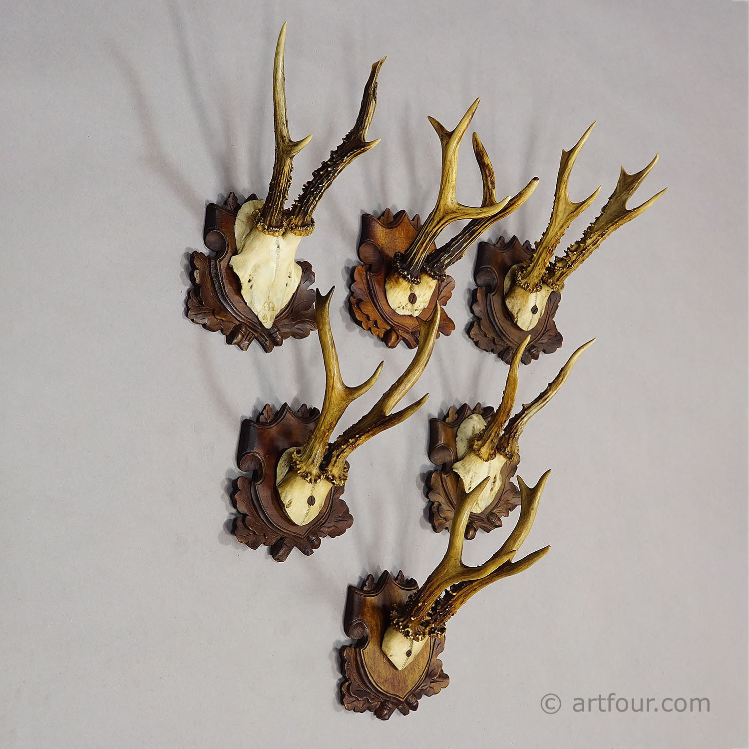 Antique Set of Black Forest Roe Deer Trophies, Germany ca. 1890s/1900s