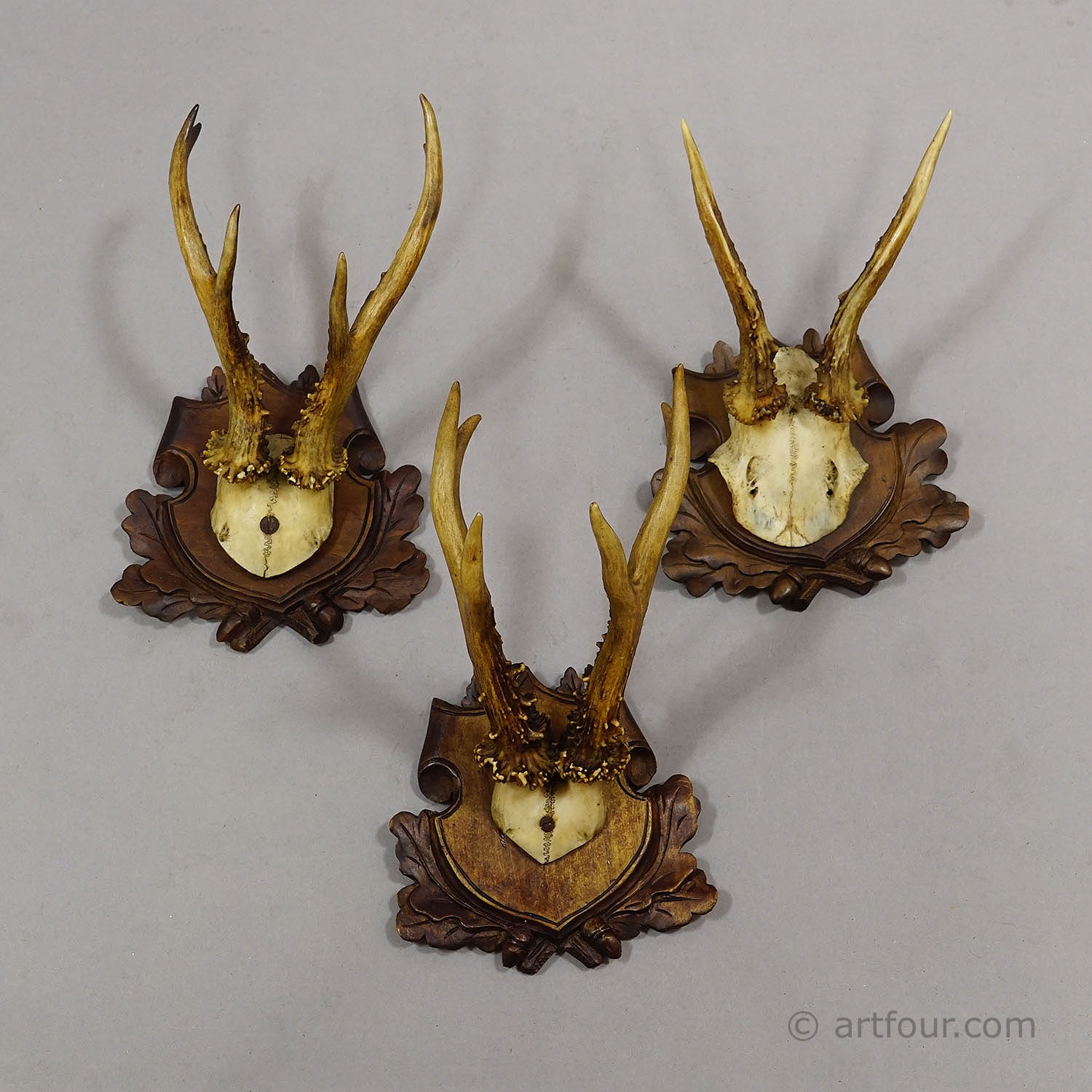 Antique Set of Black Forest Roe Deer Trophies, Germany ca. 1890s/1900s