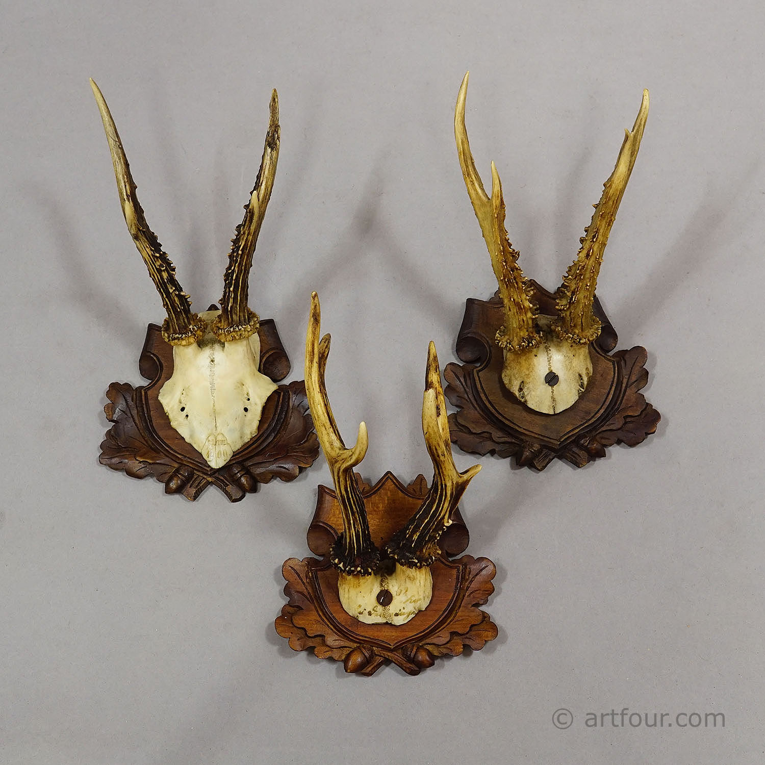 Antique Set of Black Forest Roe Deer Trophies, Germany ca. 1890s/1900s