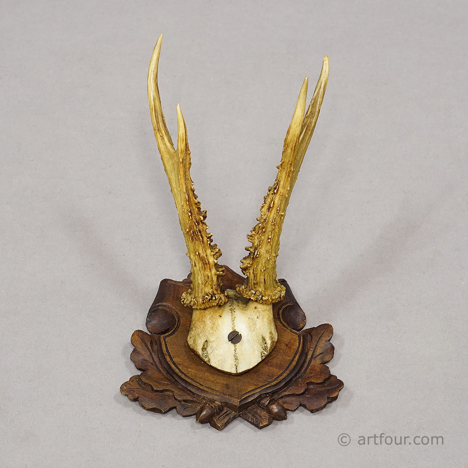 Antique Set of Black Forest Roe Deer Trophies, Germany ca. 1890s/1900s