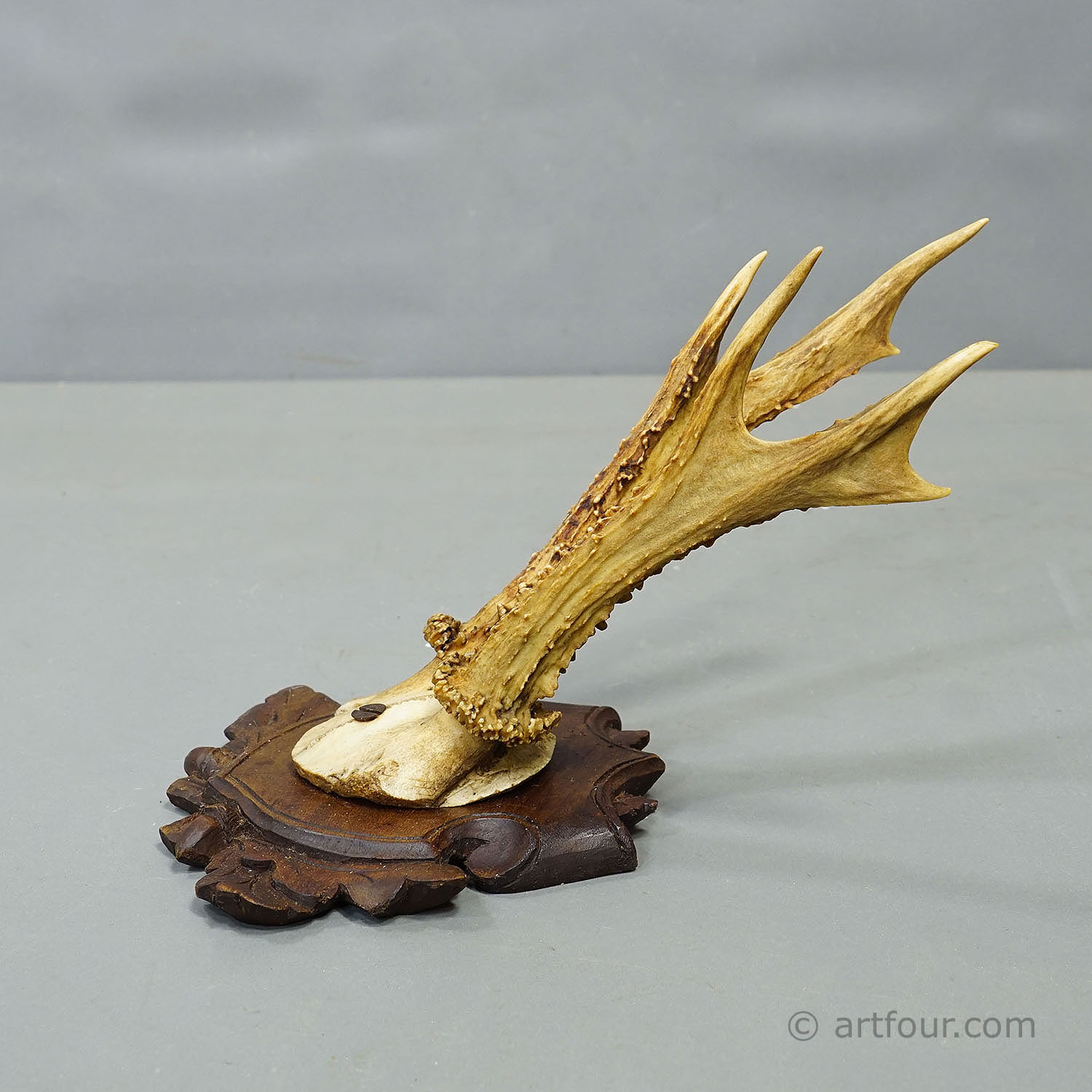 Antique Set of Black Forest Roe Deer Trophies, Germany ca. 1890s/1900s