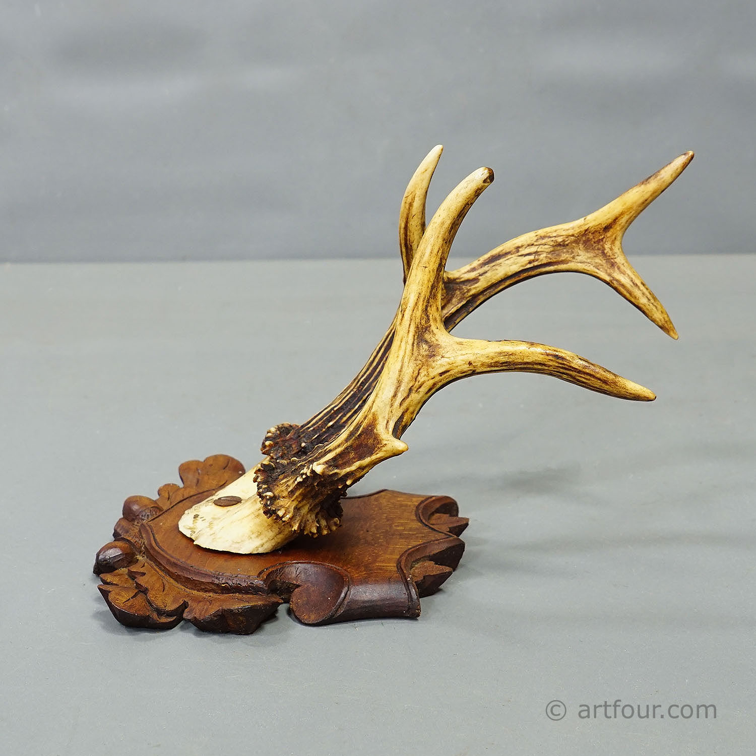 Antique Set of Black Forest Roe Deer Trophies, Germany ca. 1890s/1900s